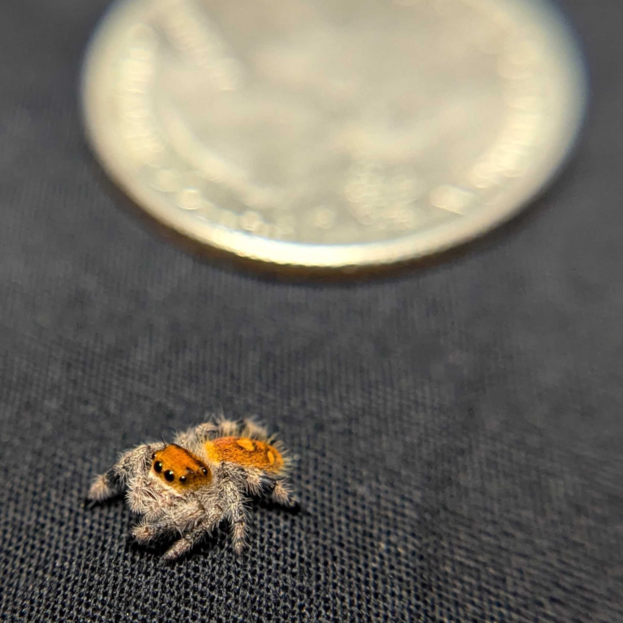 Regal Jumping Spider "Lava"