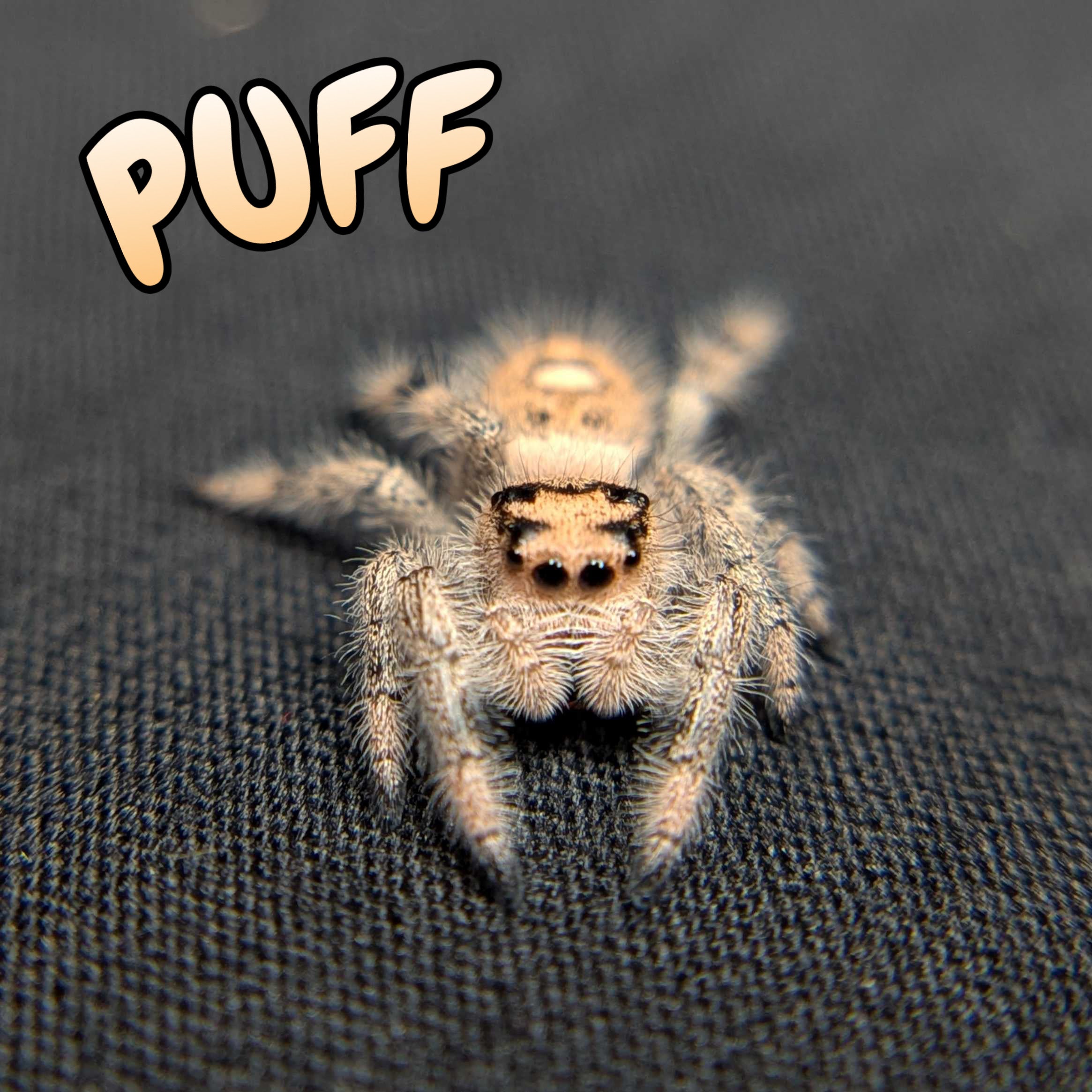 Regal Jumping Spider "Puff"