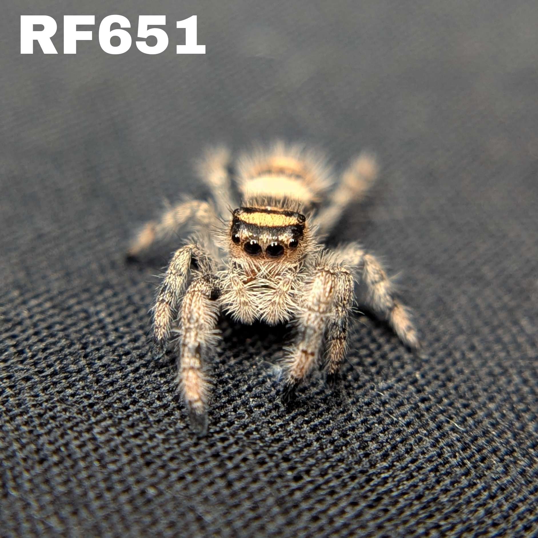 Regal Jumping Spider "Biscuit"