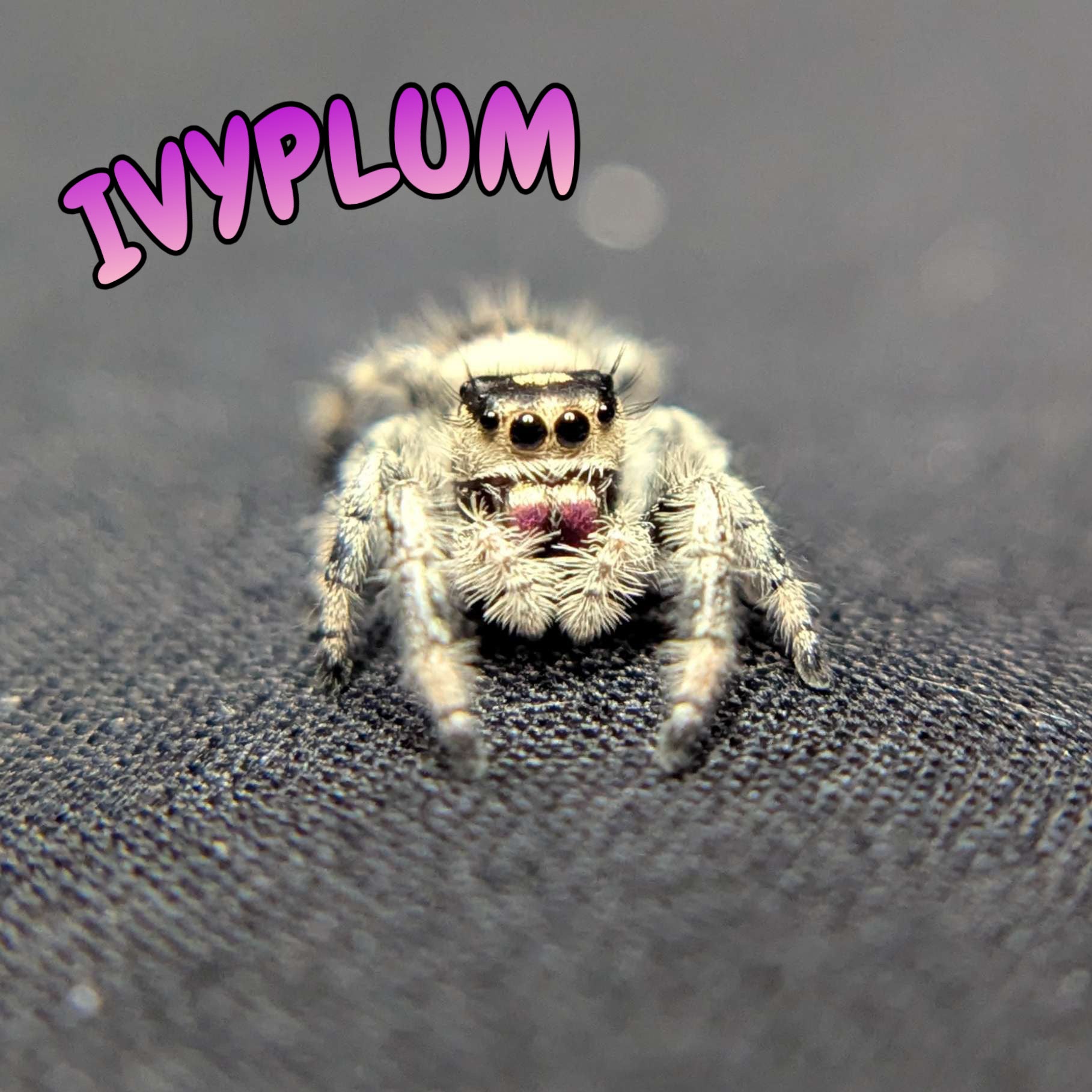 Regal Jumping Spider "Ivyplum"