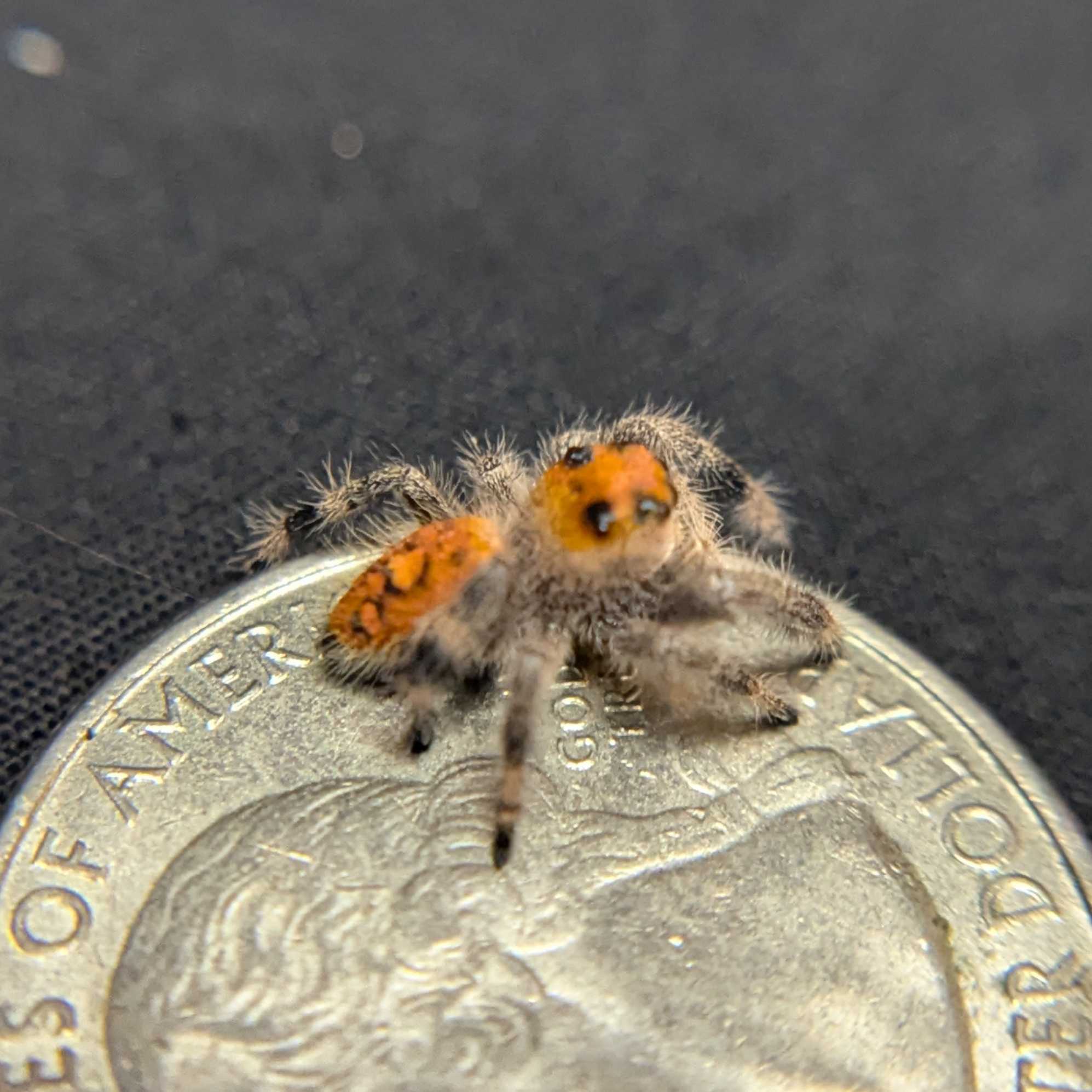 Regal Jumping Spider "Andromeda"