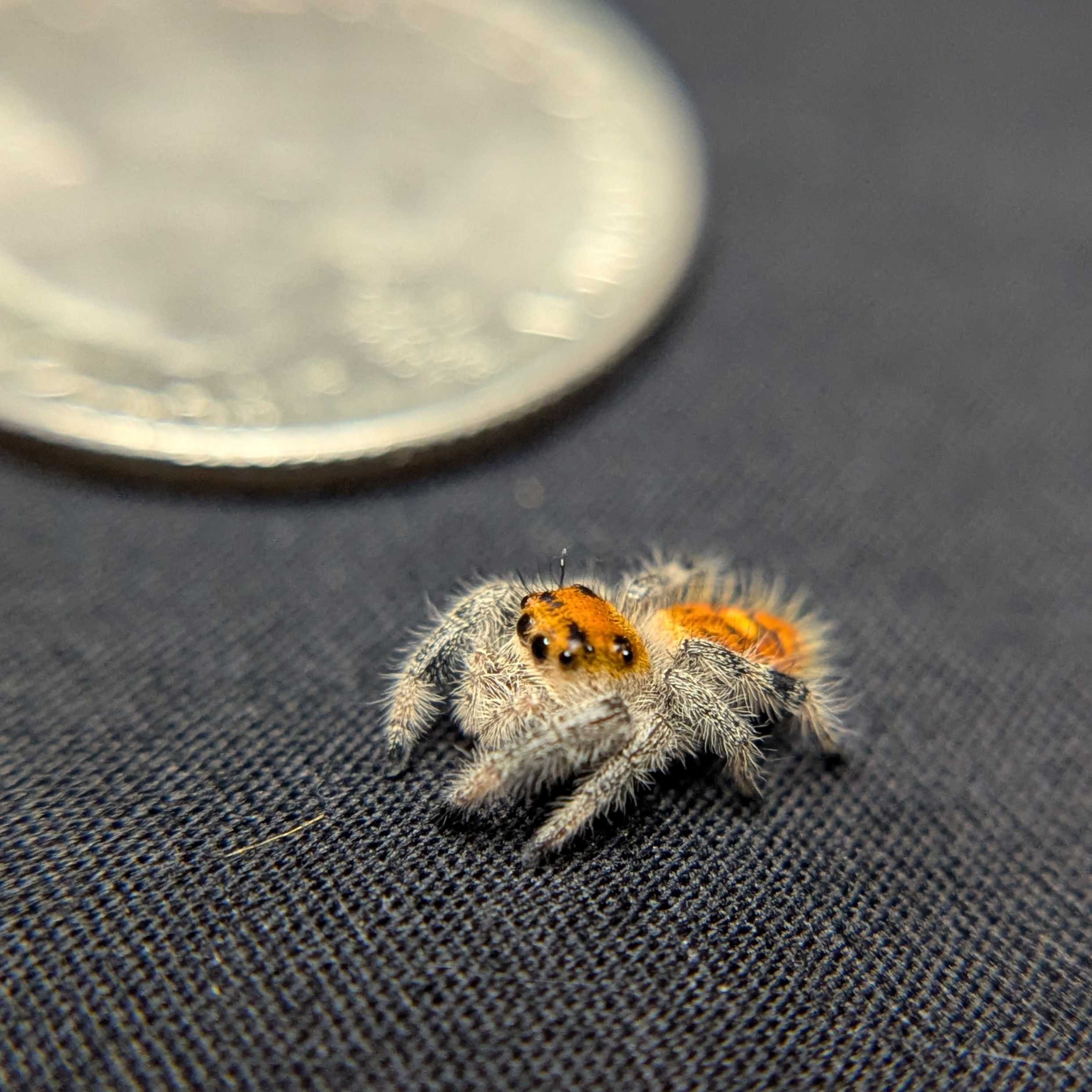 Regal Jumping Spider "Orange"