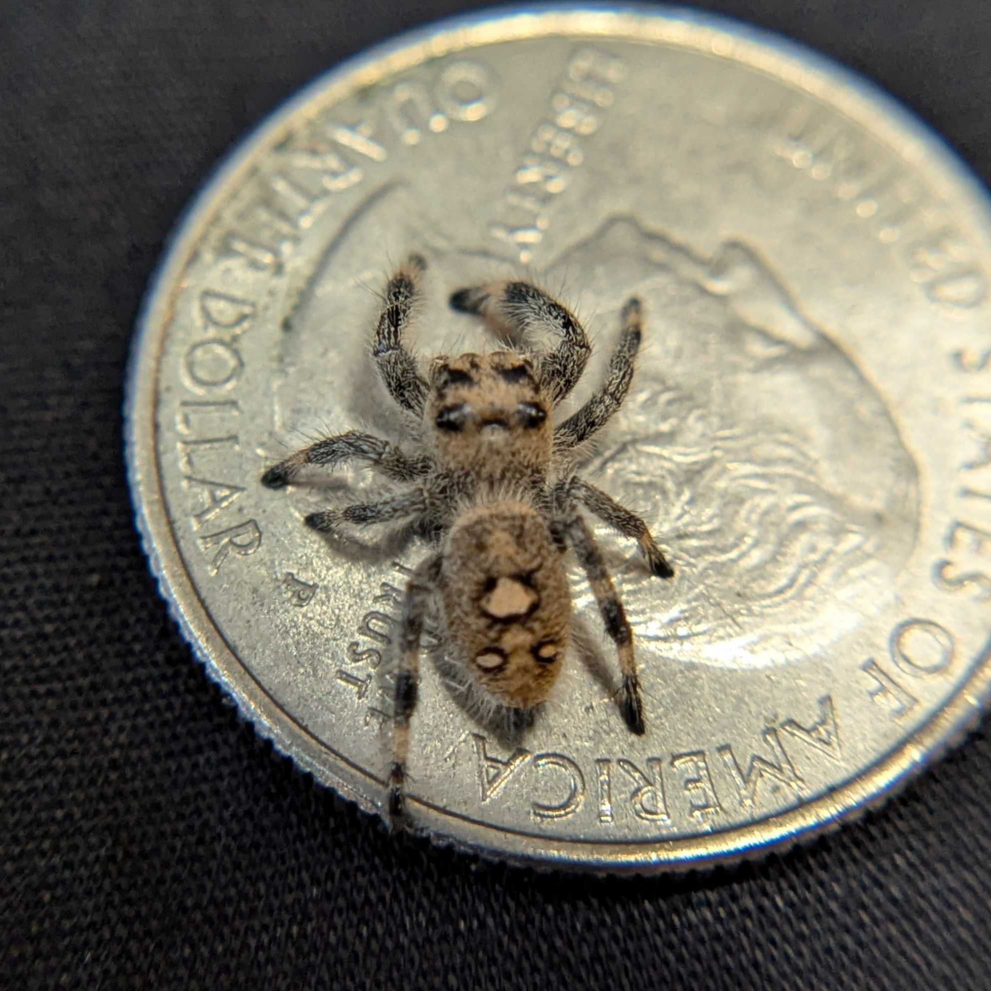 Regal Jumping Spider "Jamba"
