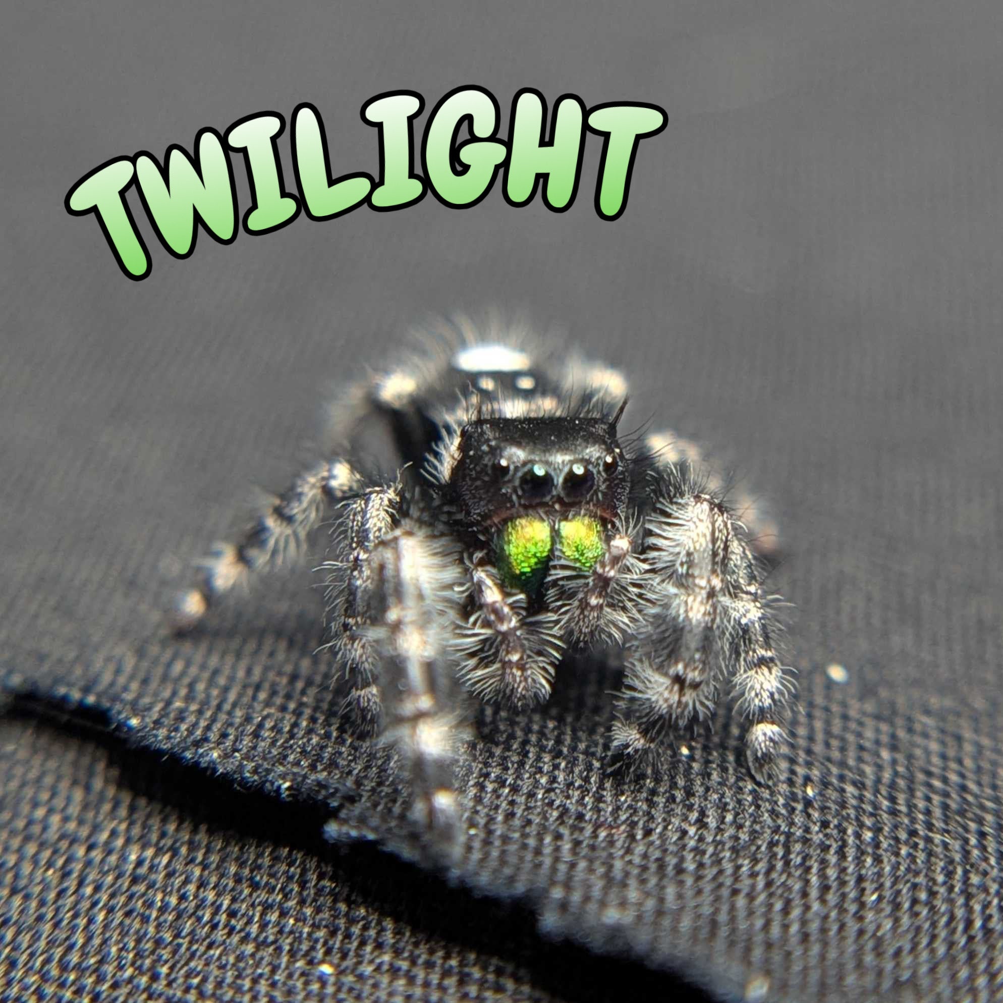 Audax Bryantae Jumping Spider "Twilight"