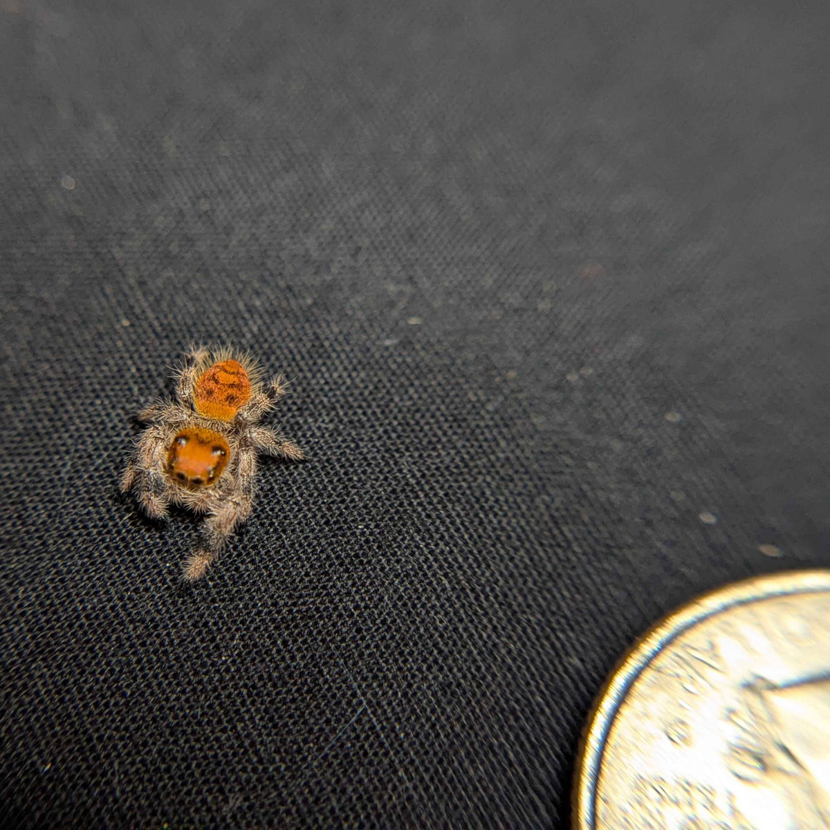 Regal Jumping Spider "Salsa"