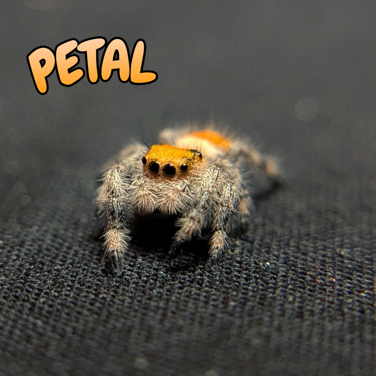 Regal Jumping Spider “Petal”
