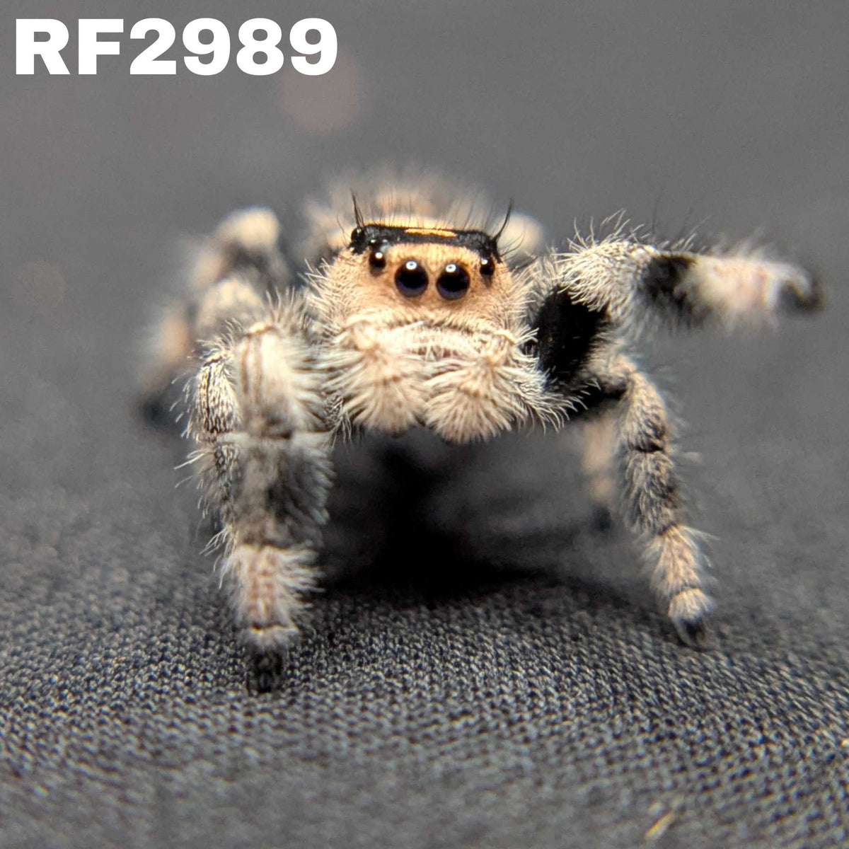 Regal Jumping Spider "Halloween"