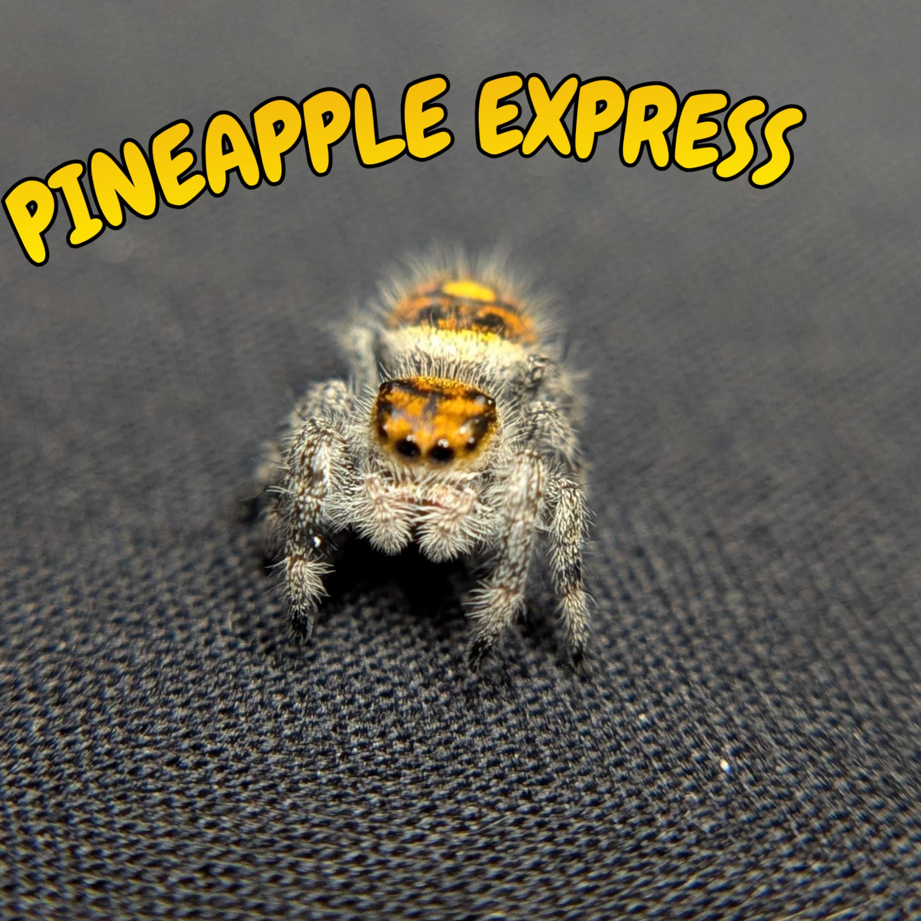 Regal Jumping Spider “Pineapple Express”