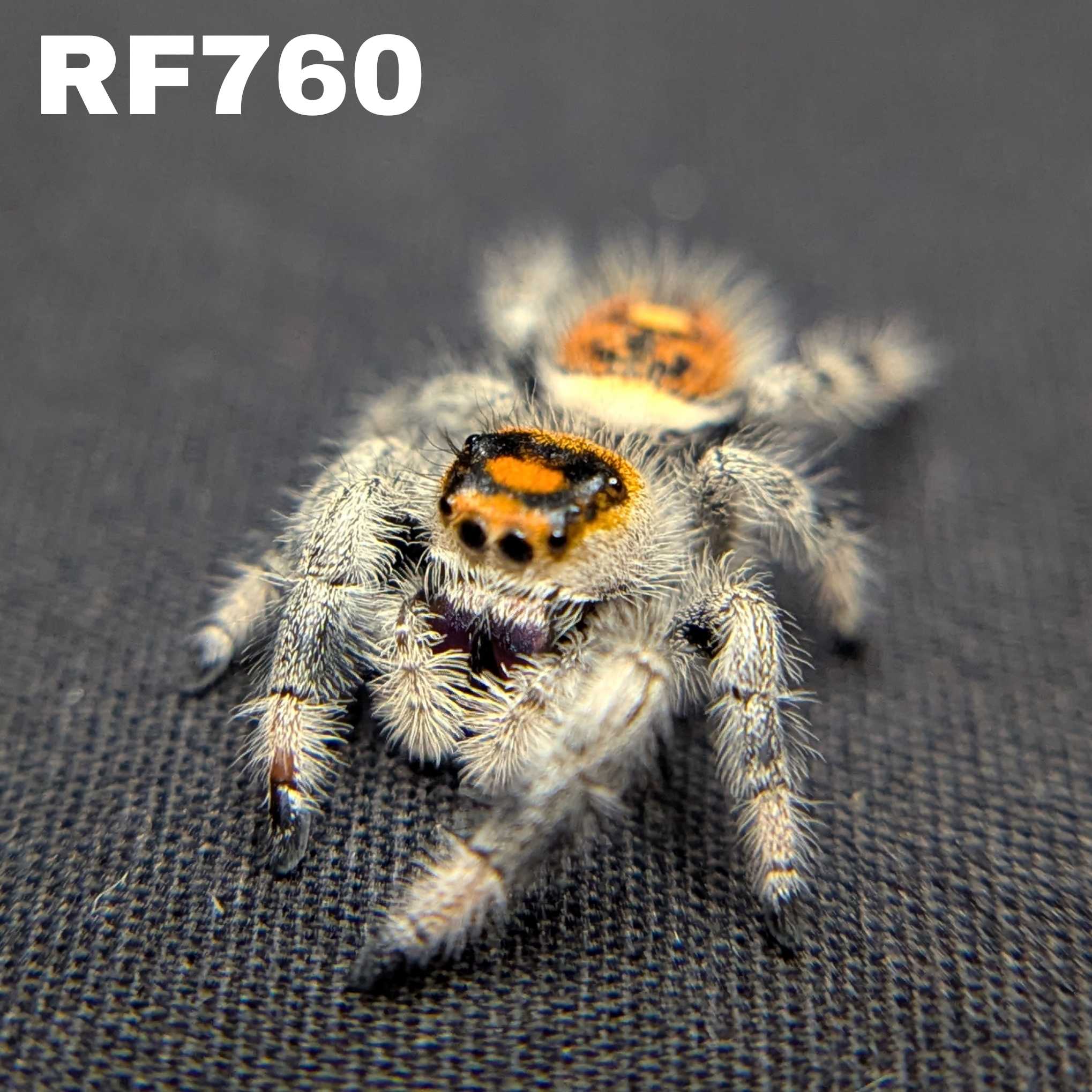 Regal Jumping Spider "Pumpkin Pie"