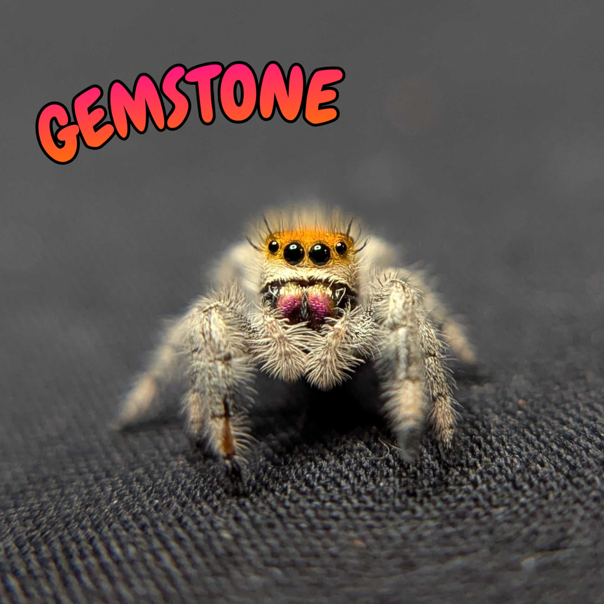 Regal Jumping Spider "Gemstone"