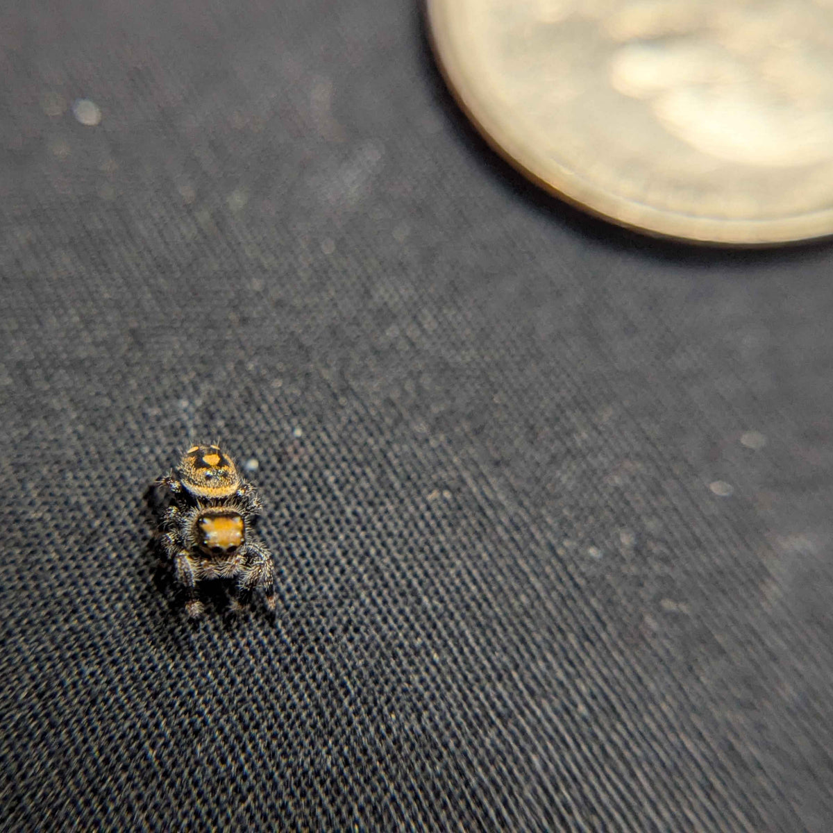 Regal Jumping Spider “Poppy”