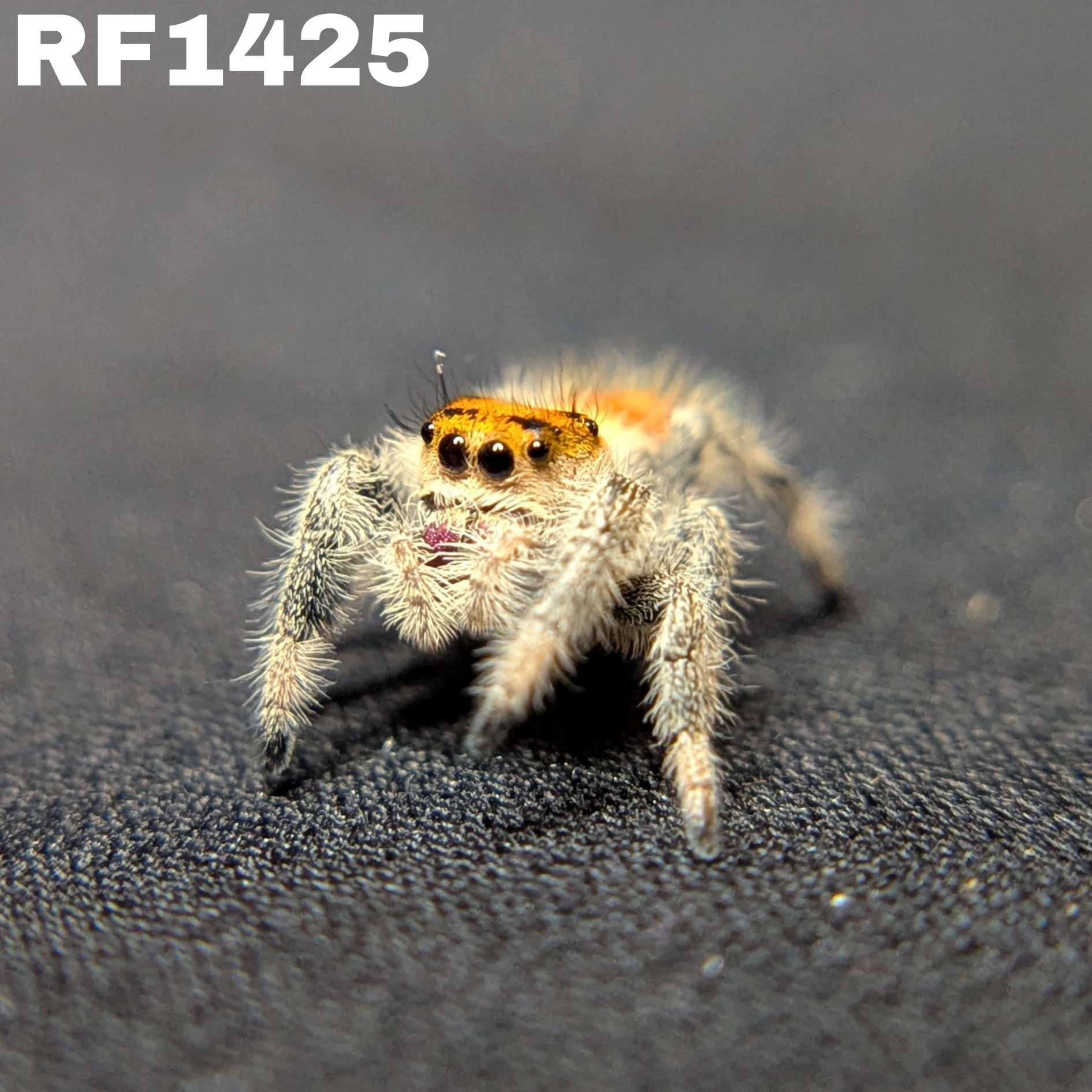 Regal Jumping Spider "Orange"
