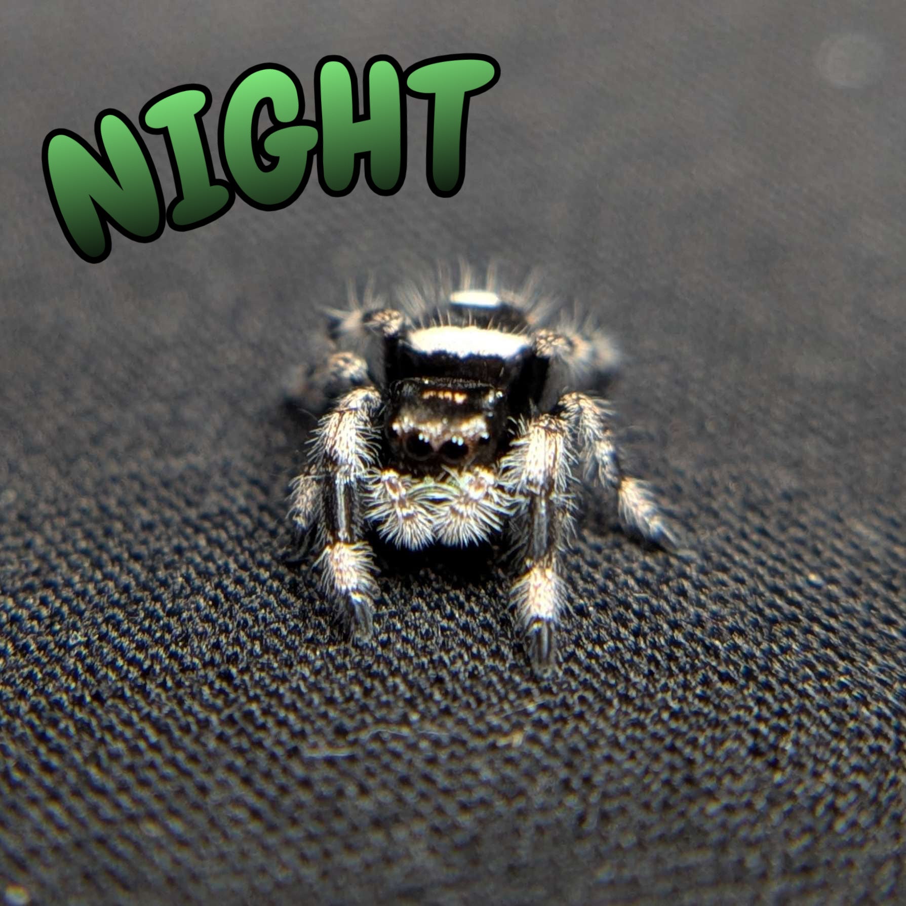 Regal Jumping Spider "Night"