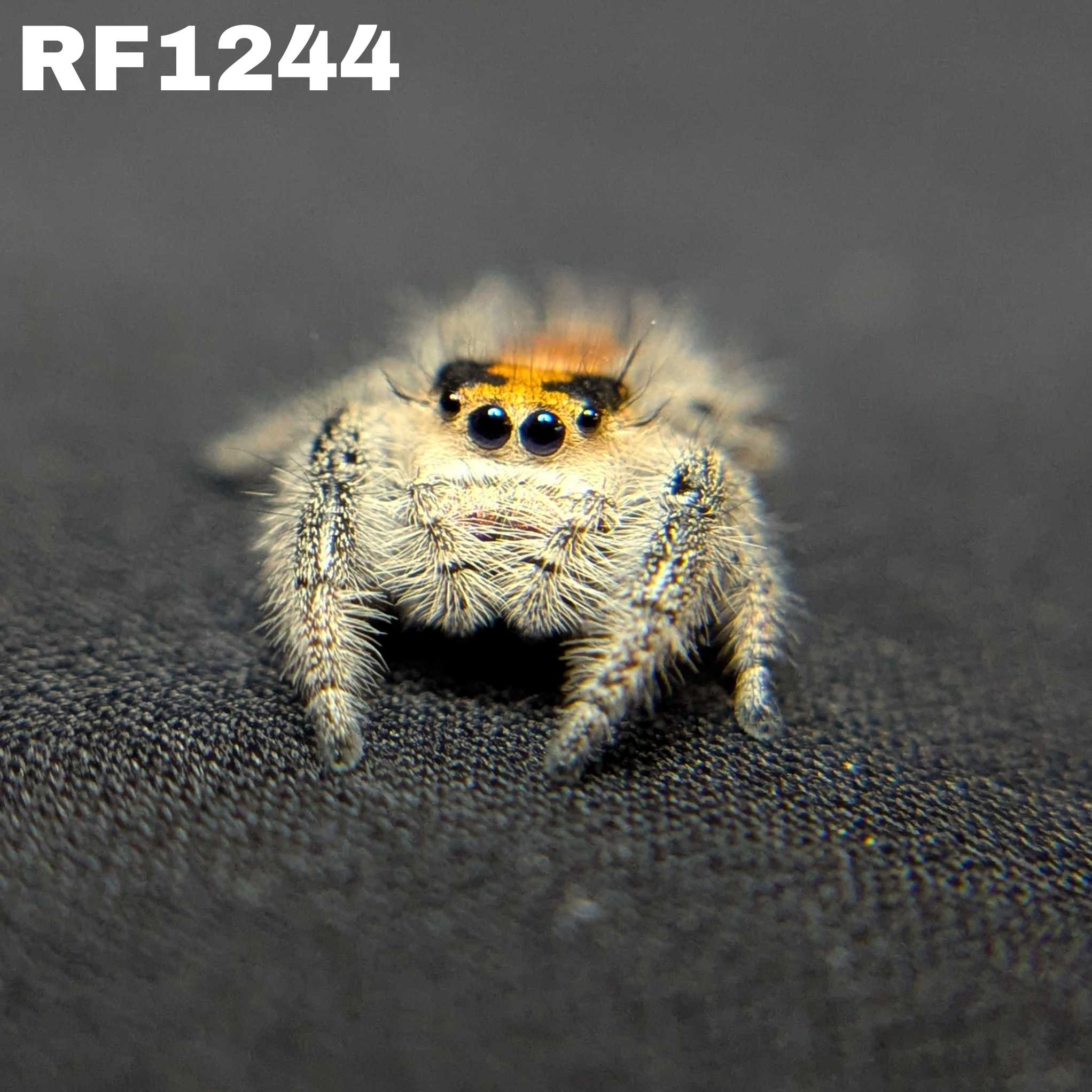Regal Jumping Spider "Pumpkin Pie"