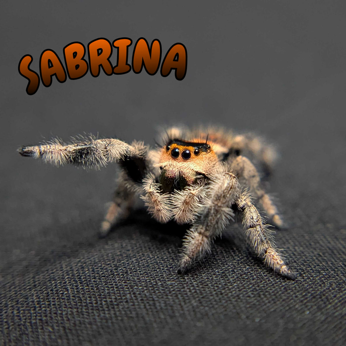 Regal Jumping Spider “Sabrina”