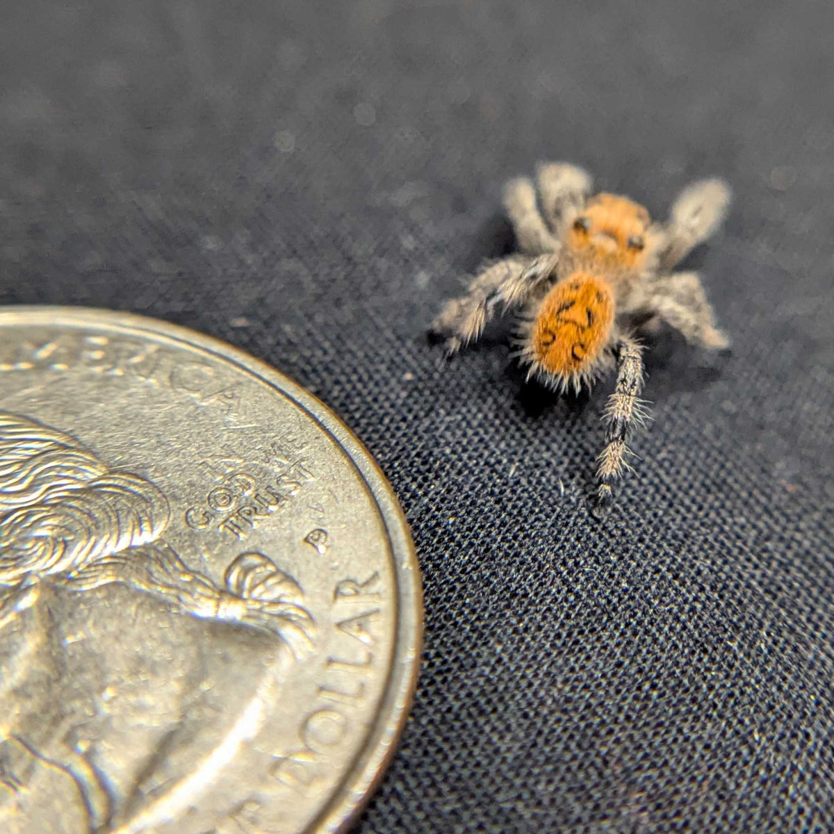 Regal Jumping Spider "Cutie"