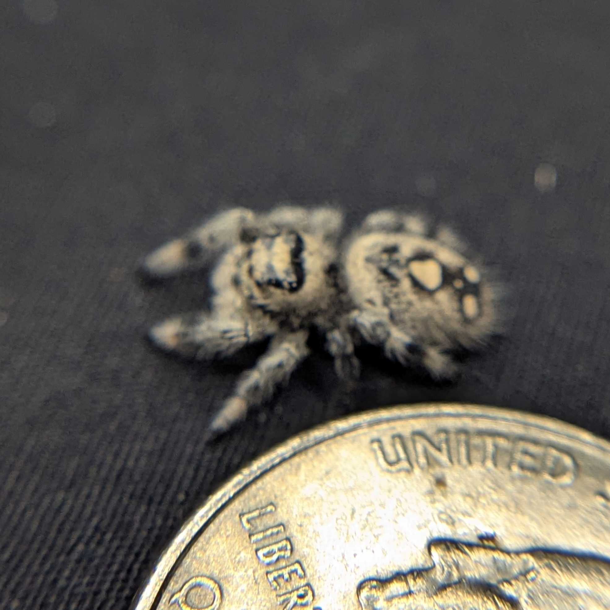Regal Jumping Spider “Ice Cream”