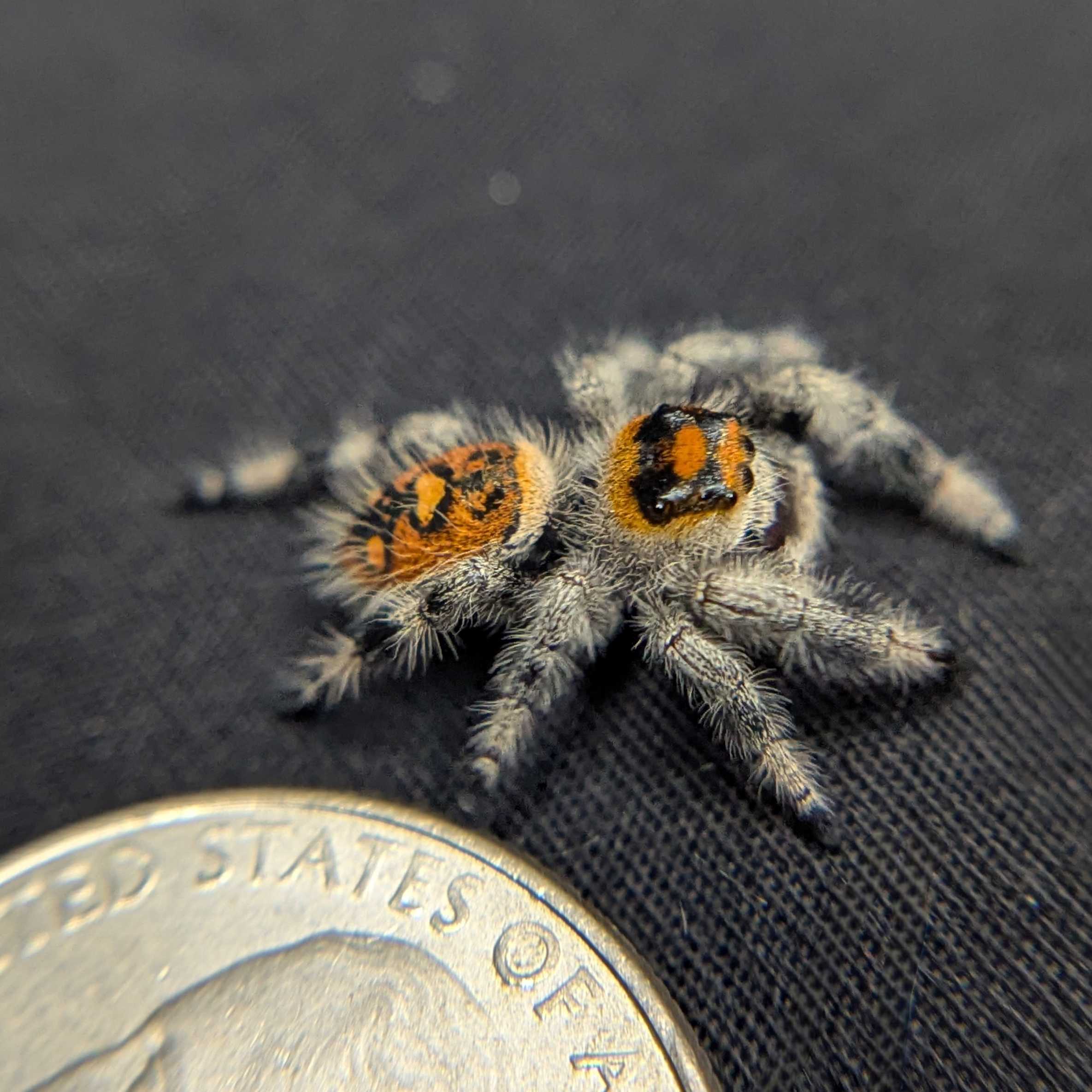 Regal Jumping Spider "Pumpkin Pie"
