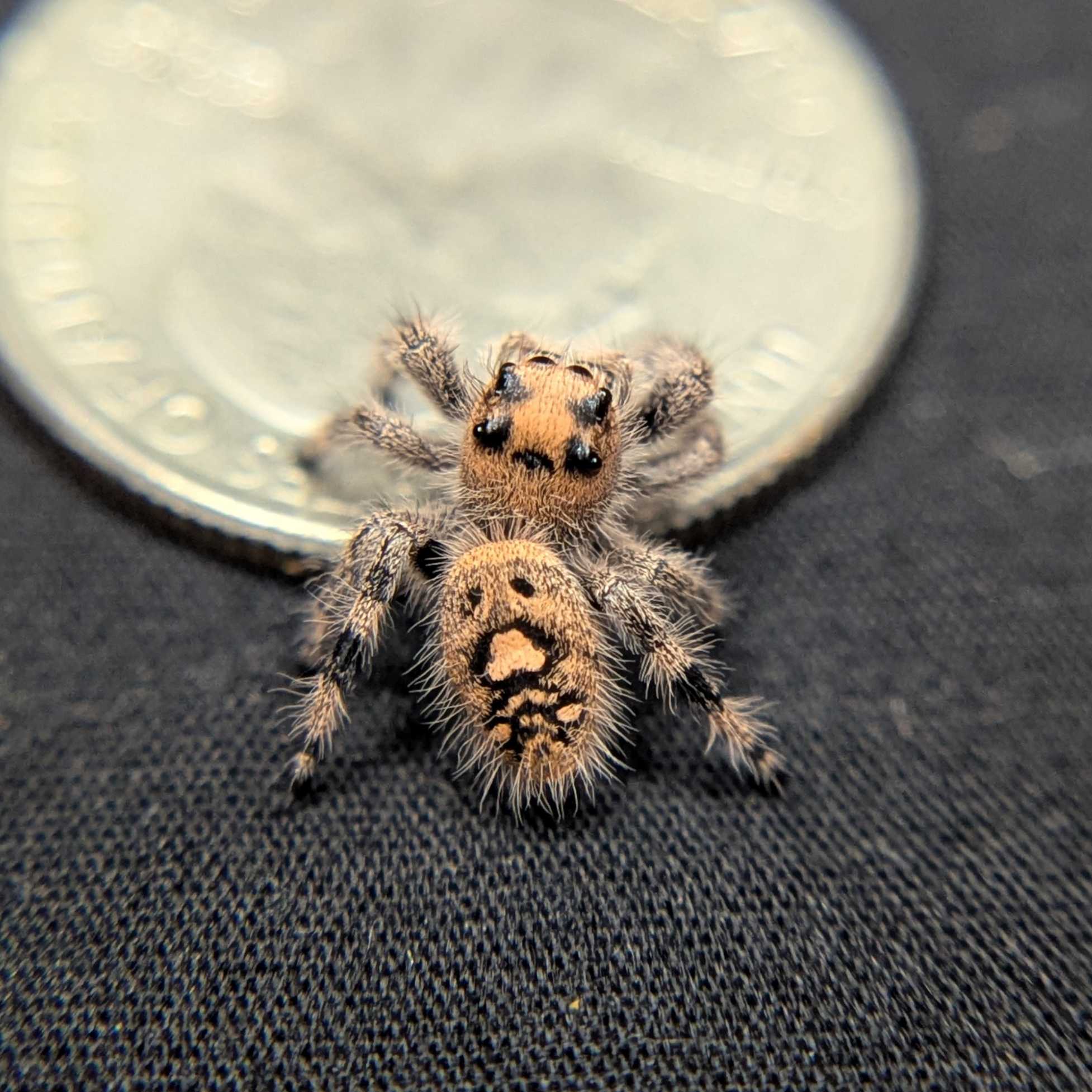 Regal Jumping Spider "Angel"