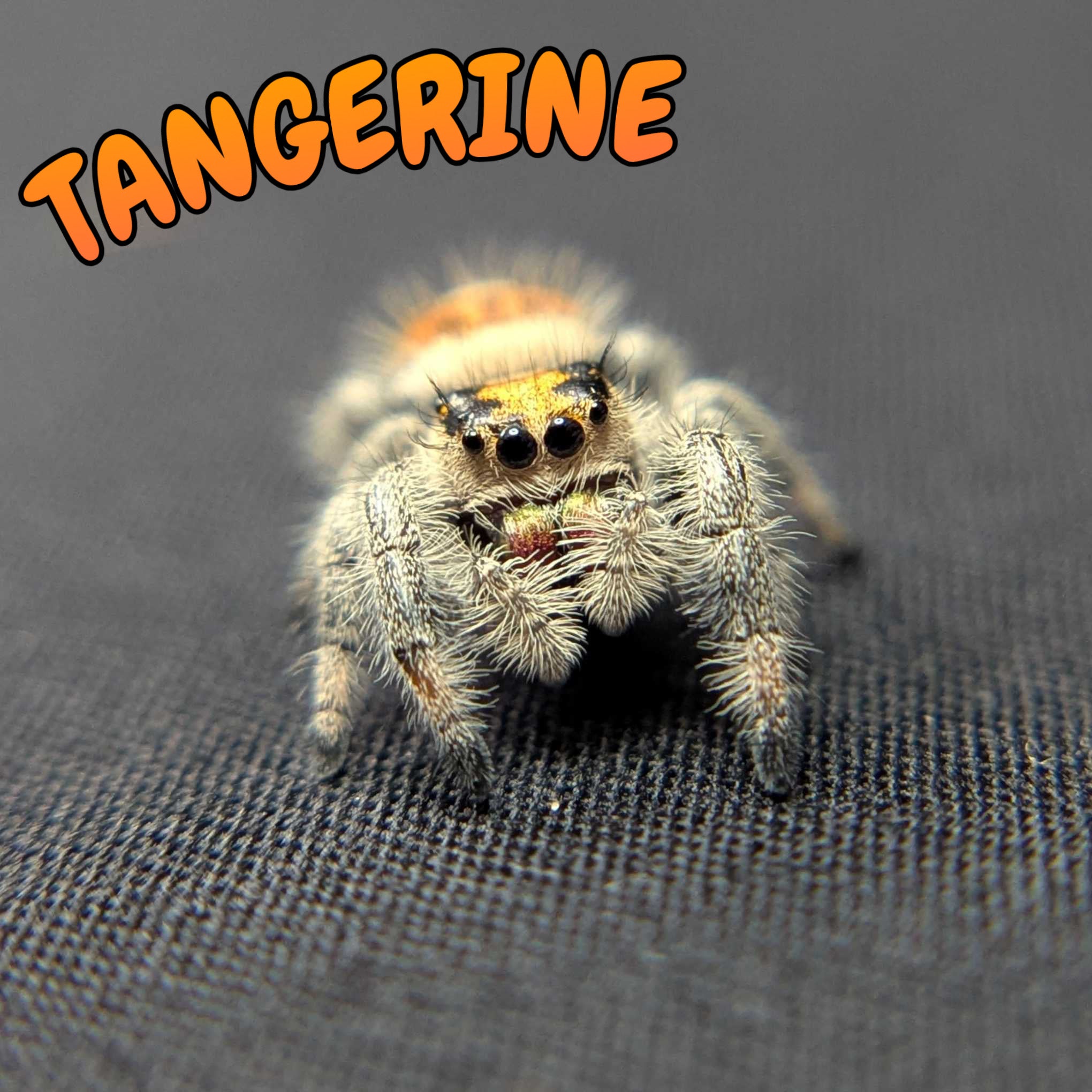 Regal Jumping Spider "Tangerine"