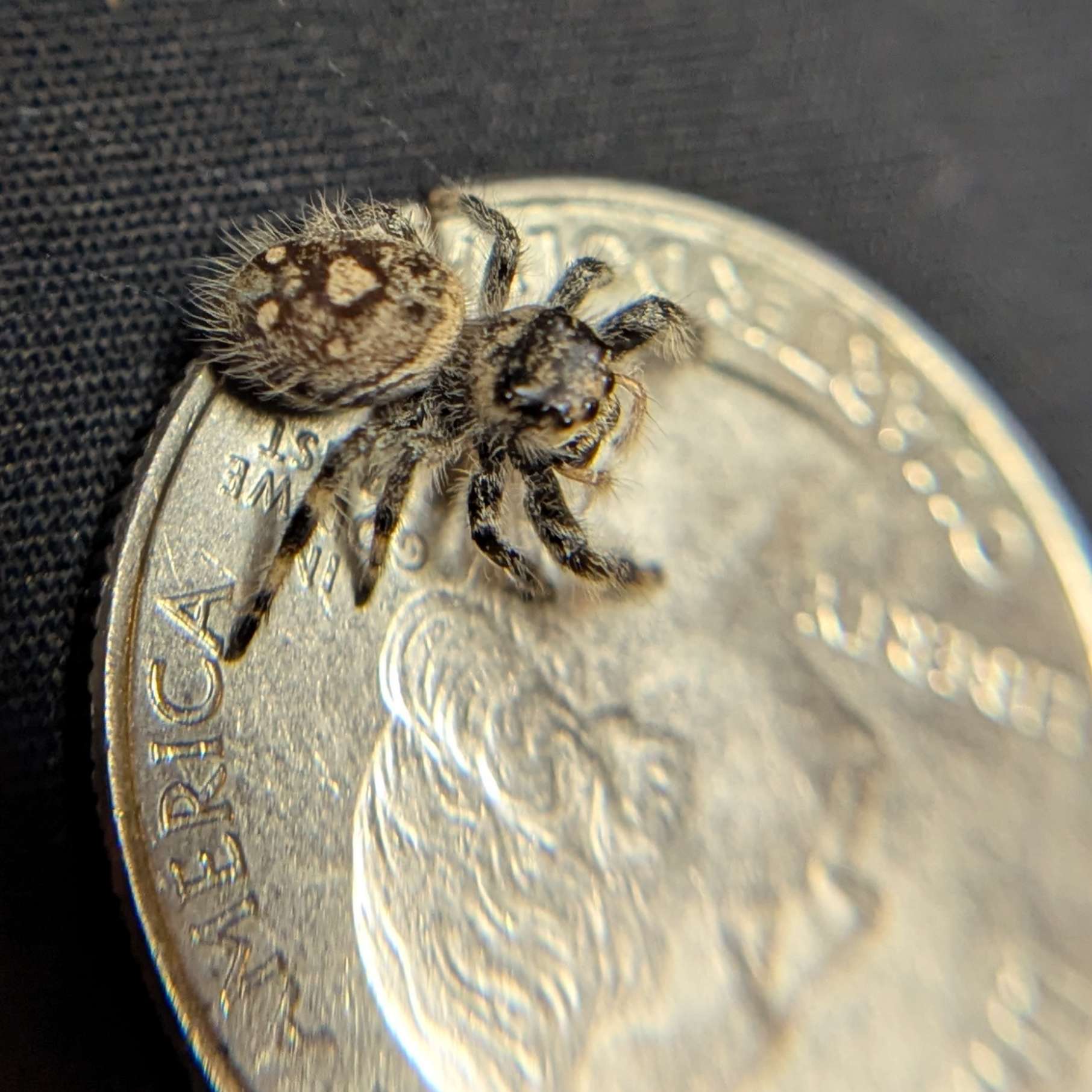 Regal Jumping Spider "Cornbread"