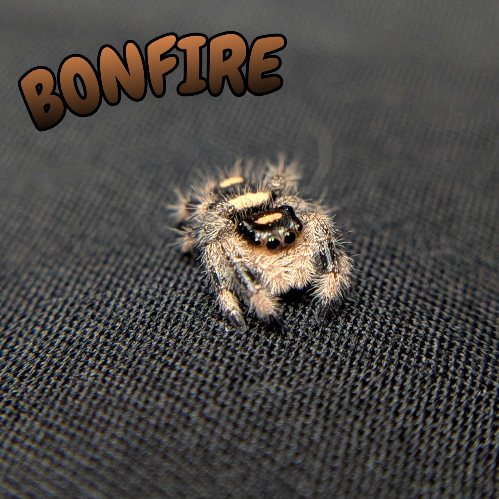 Regal Jumping Spider “Bonfire”
