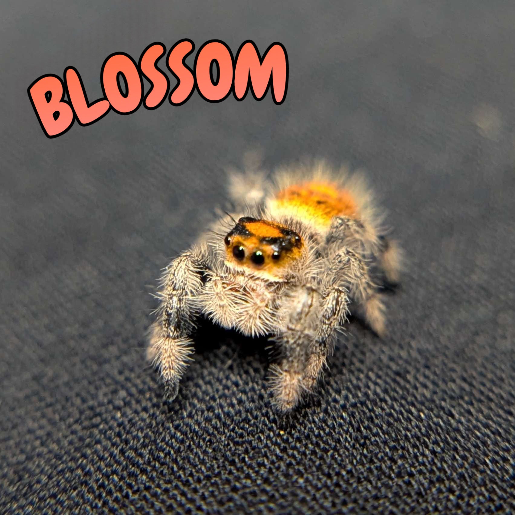 Regal Jumping Spider "Blossom"