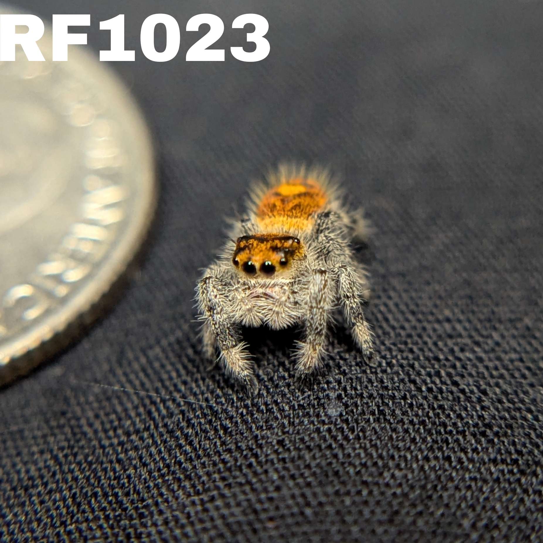 Regal Jumping Spider “Valencia”