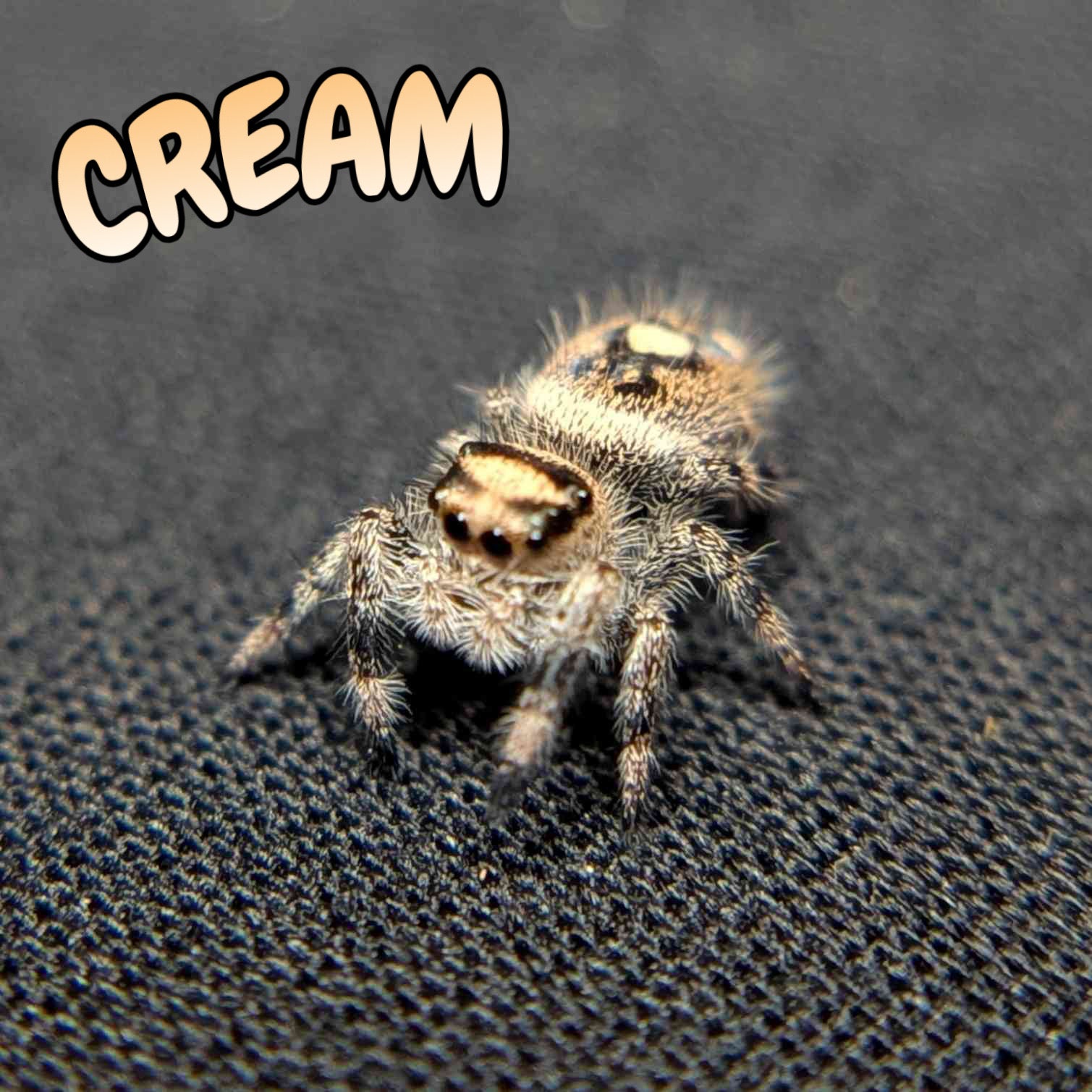 Regal Jumping Spider "Cream"
