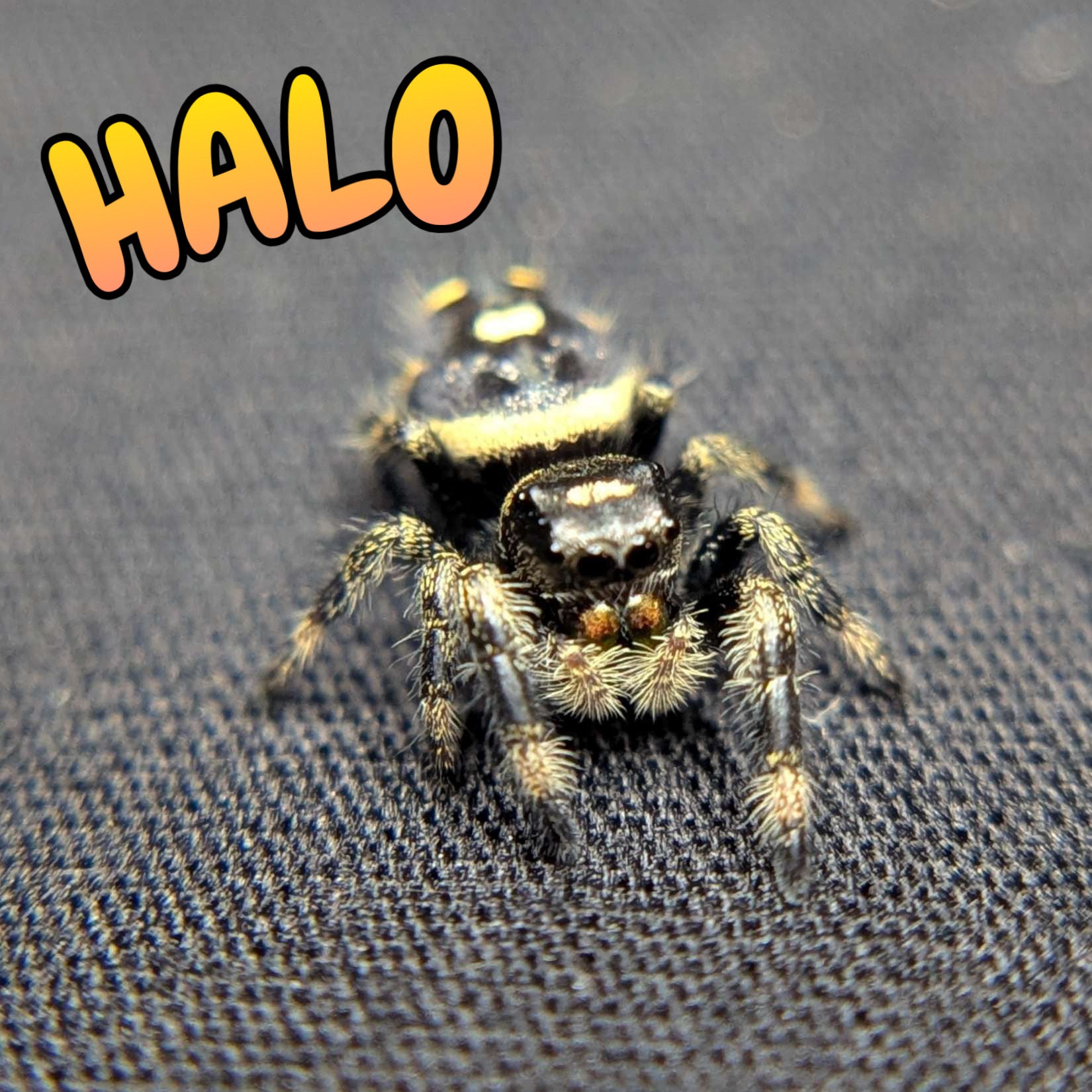 Regal Jumping Spider "Halo"
