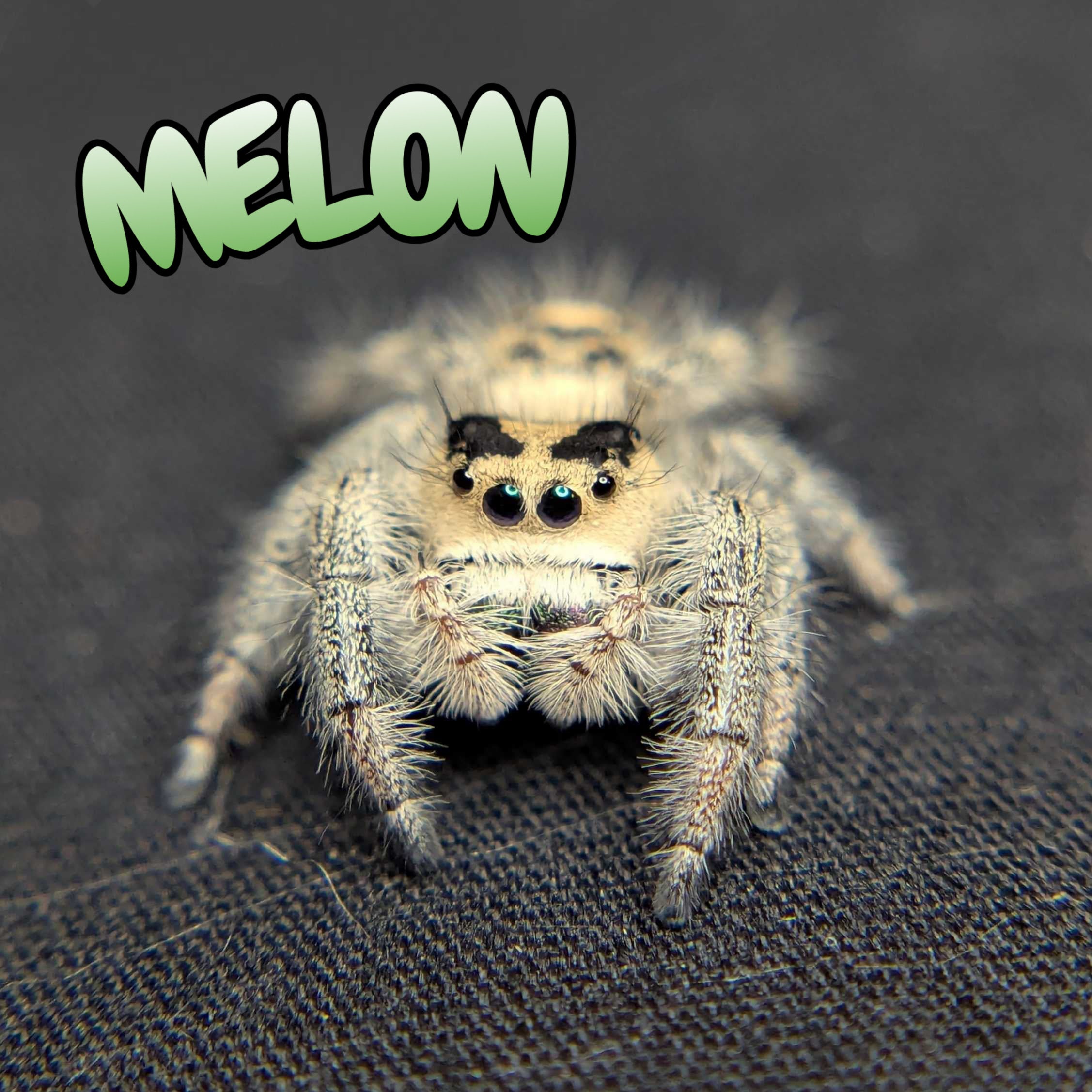 Regal Jumping Spider “Melon”