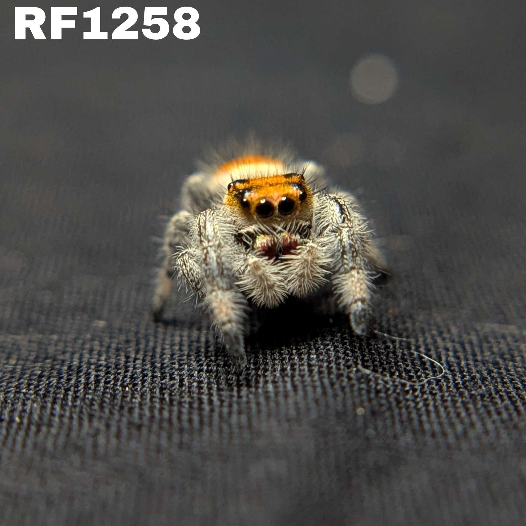 Regal Jumping Spider "Insignia"
