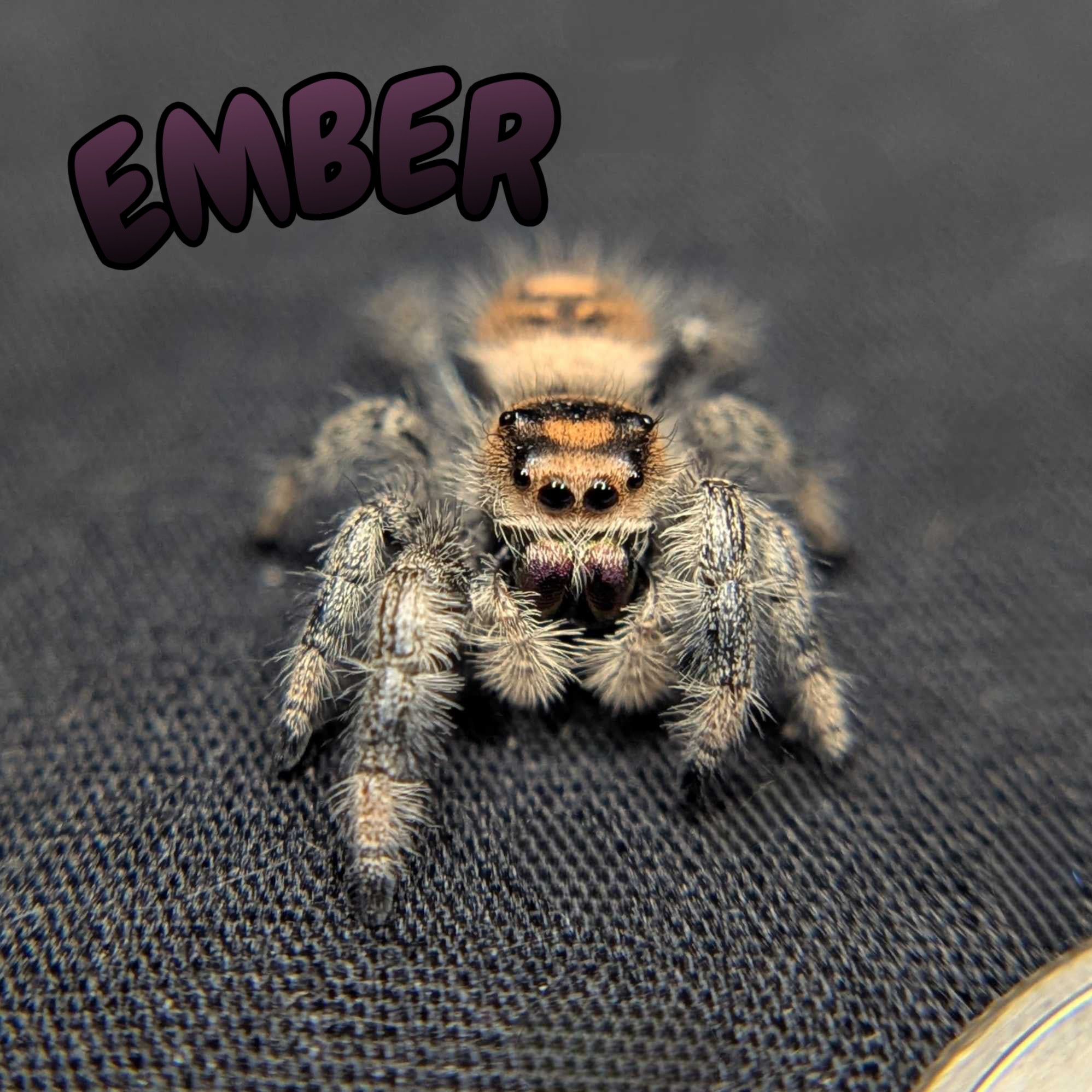 Regal Jumping Spider "Ember"