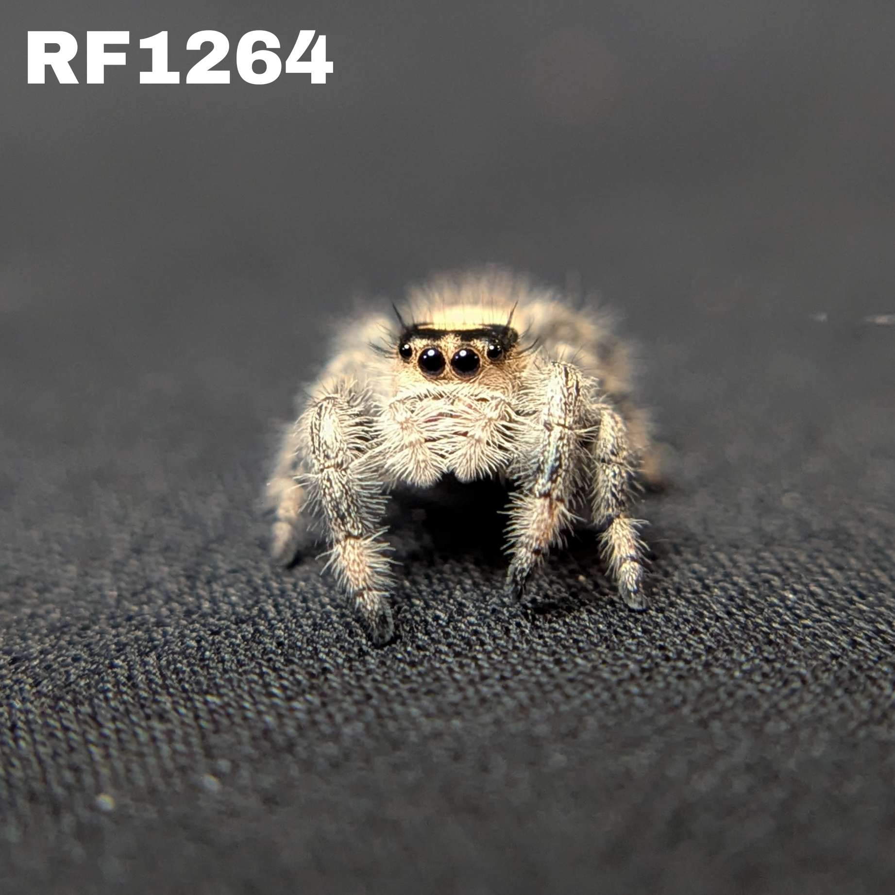 Regal Jumping Spider “Cake Batter”