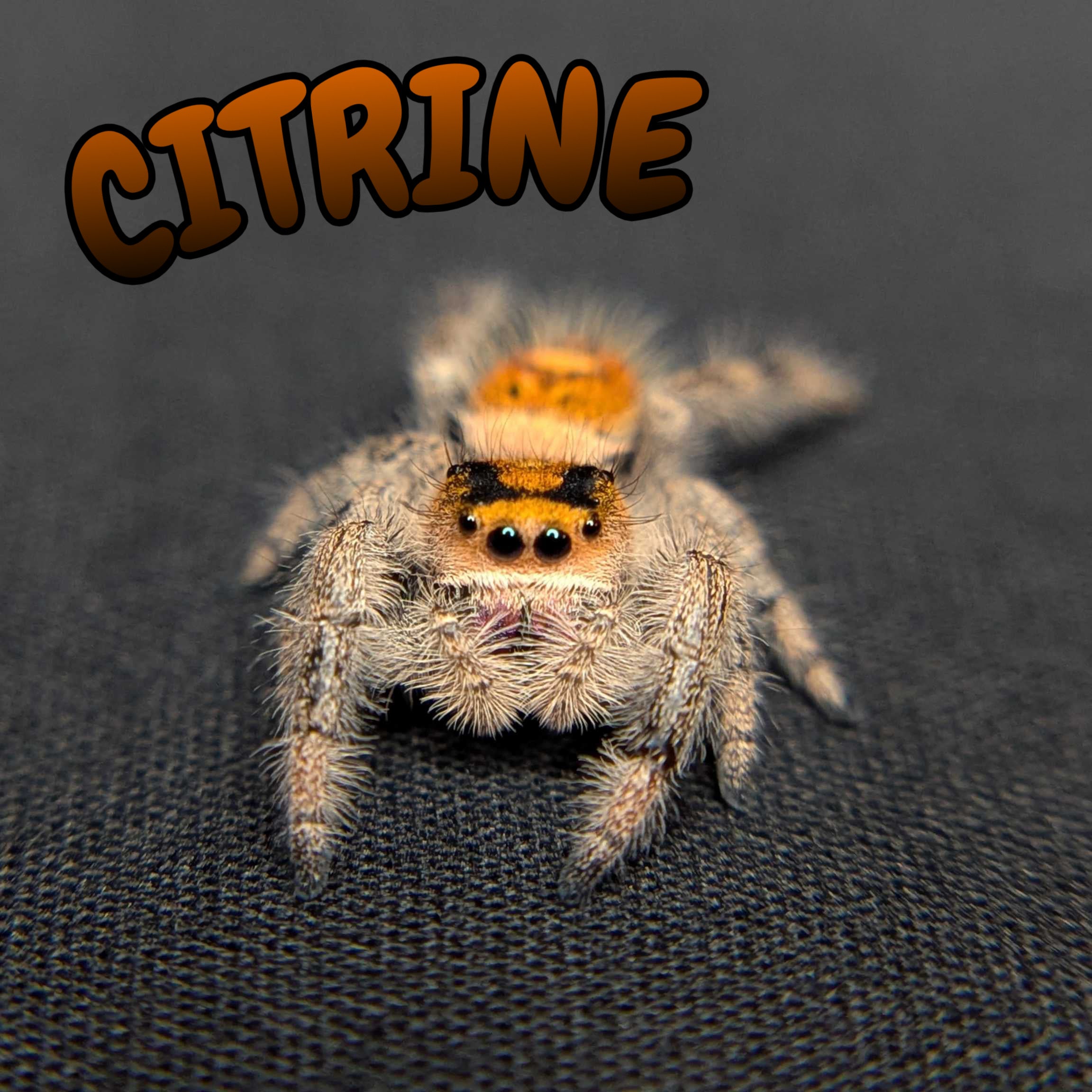 Regal Jumping Spider "Citrine"
