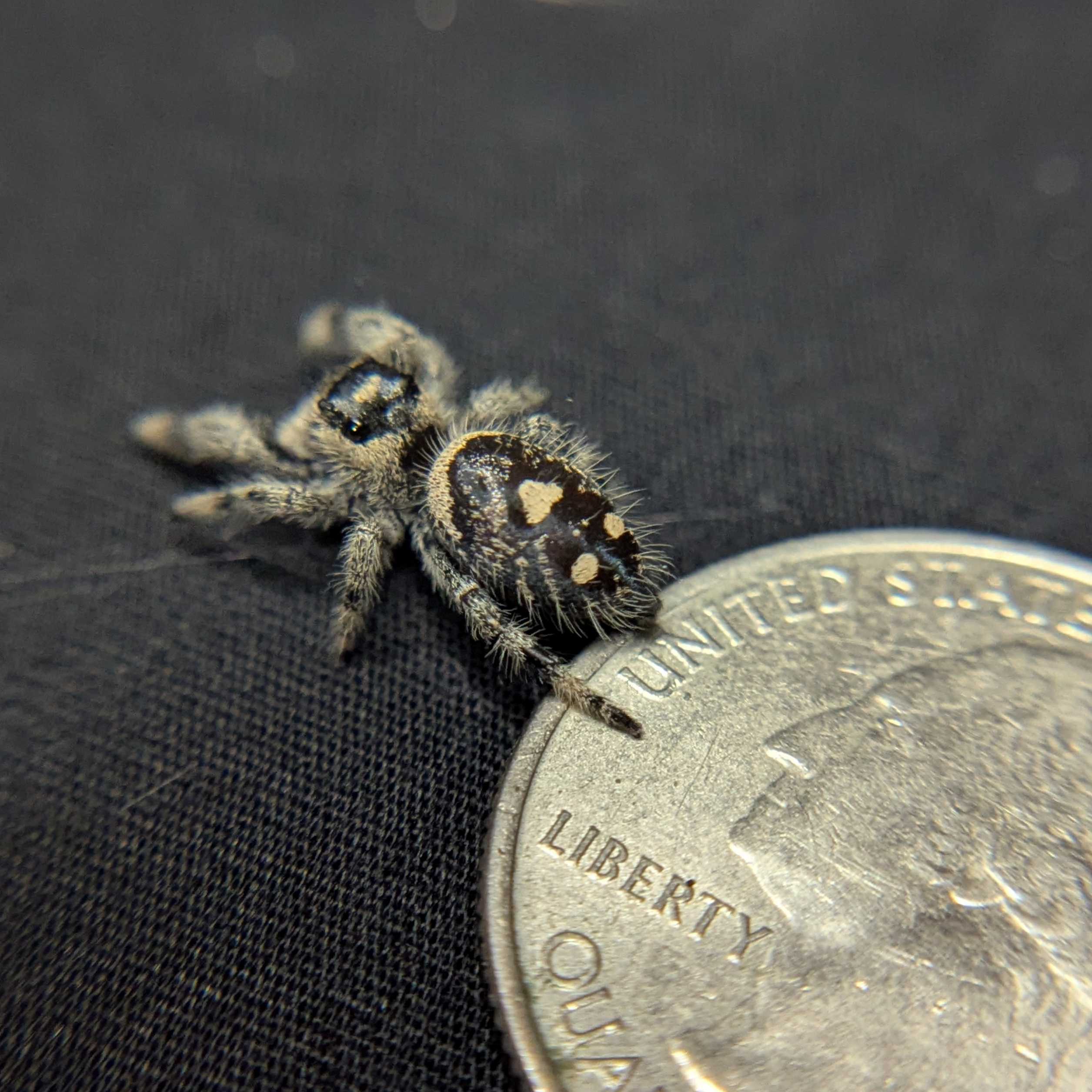Regal Jumping Spider "Midnight"