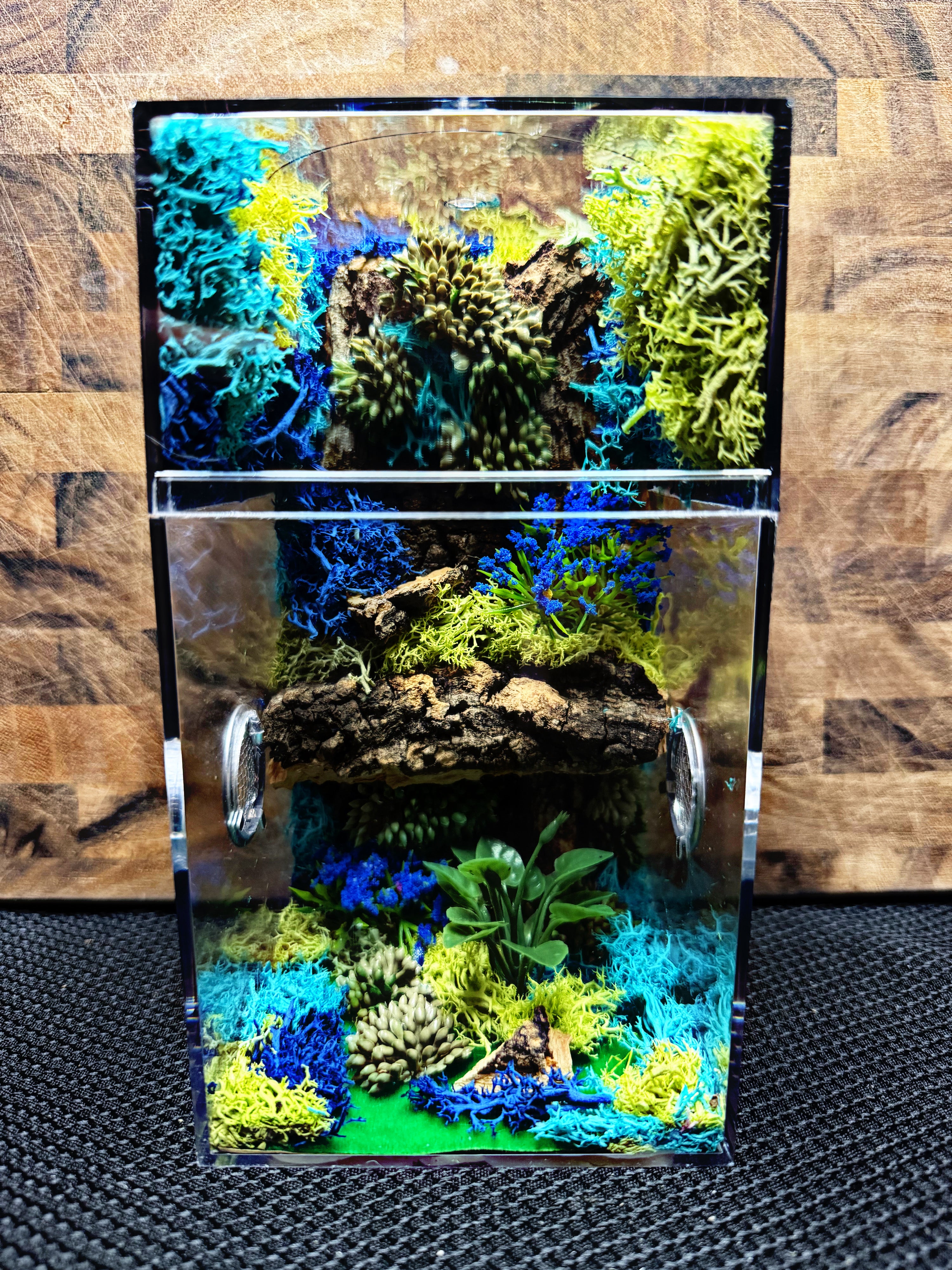 Custom Jumping Spider Enclosure