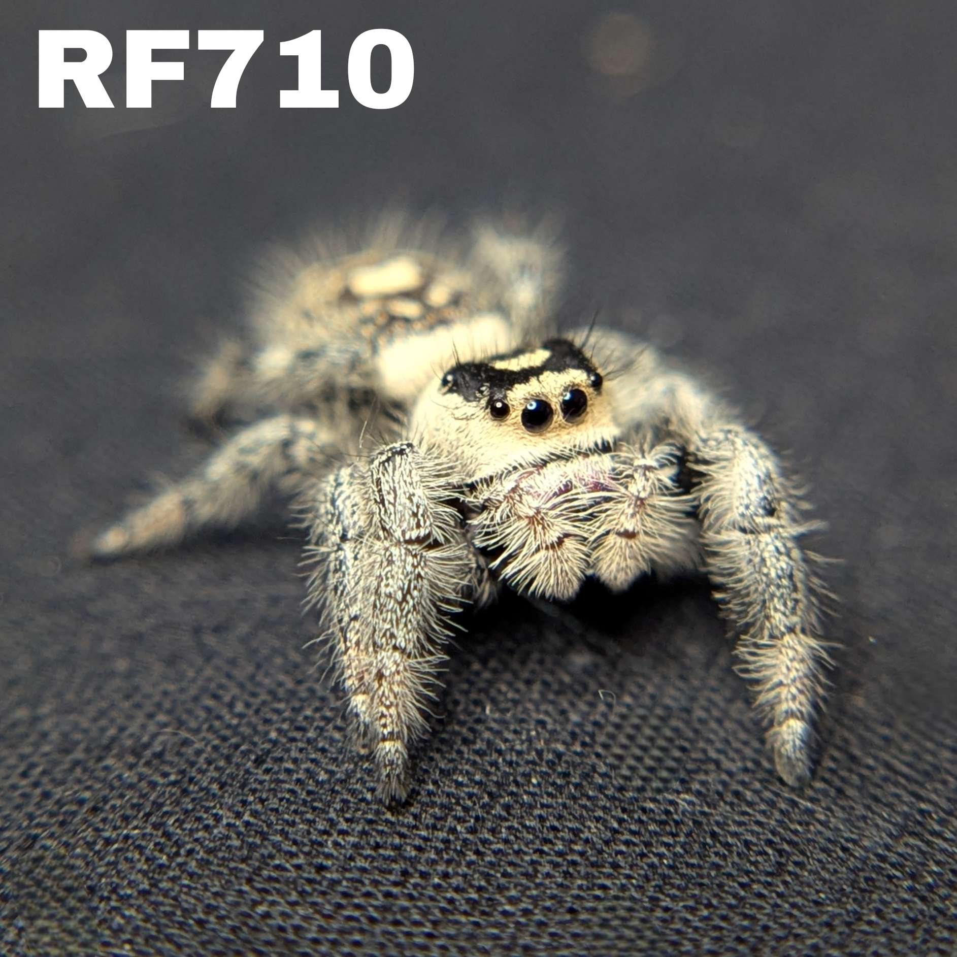 Regal Jumping Spider "Powder"