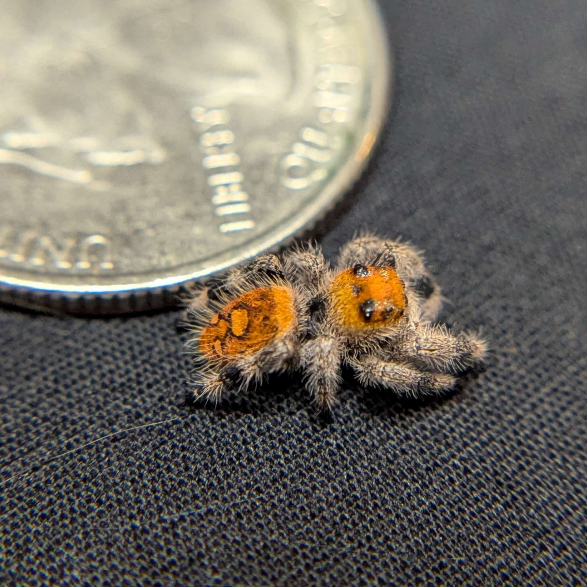 Regal Jumping Spider "Ambrimyst"