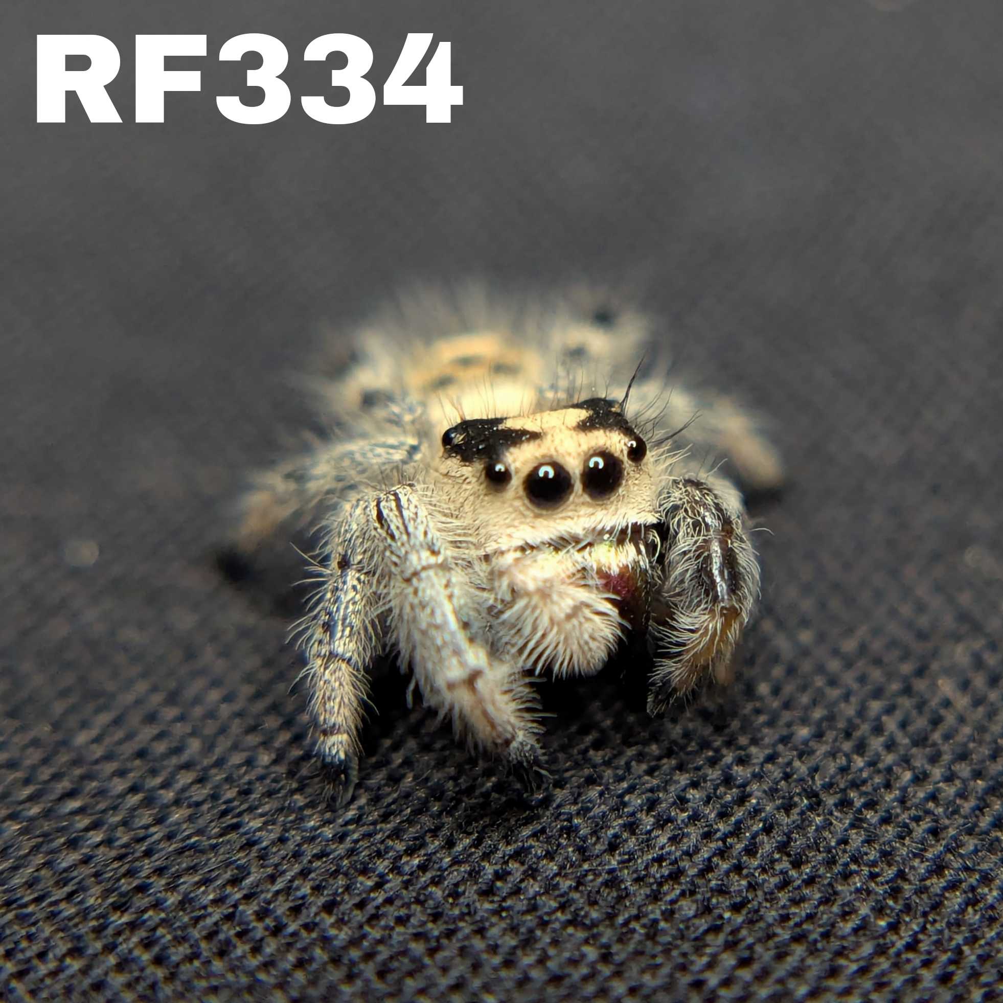 Regal Jumping Spider “Magma”