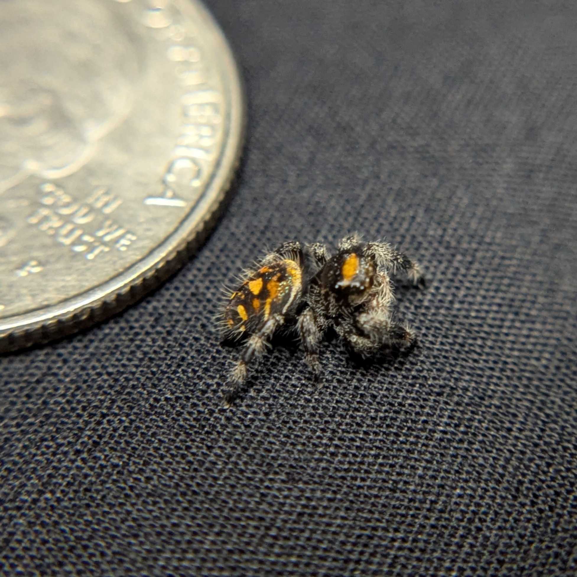 Regal Jumping Spider "Sweet"