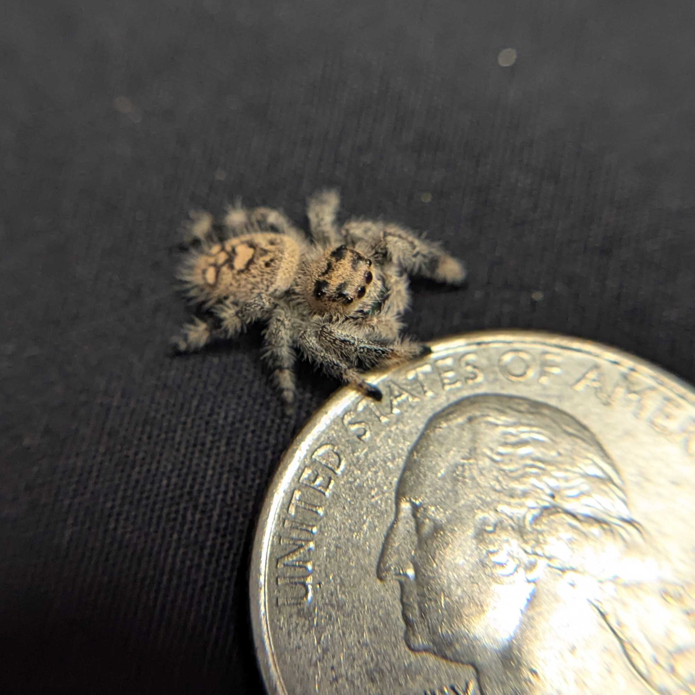 Regal Jumping Spider "Guacamole"