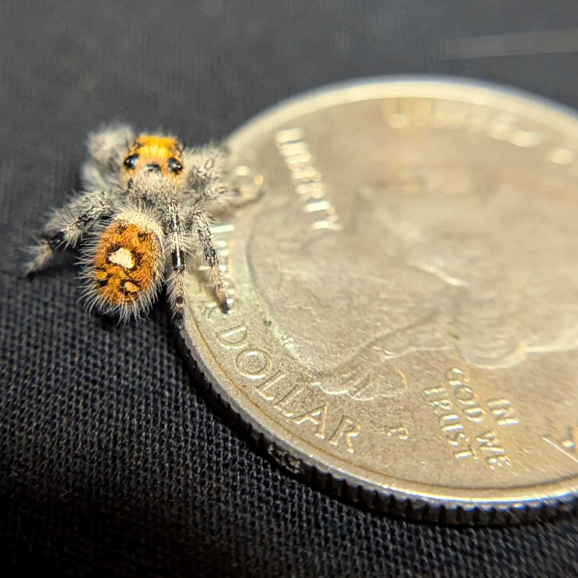 Regal Jumping Spider “Pineapple Express”