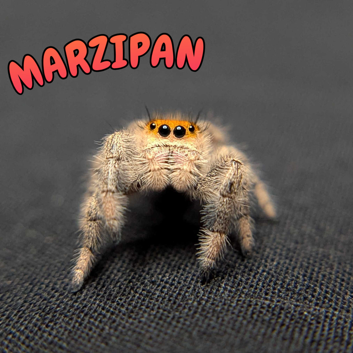 Regal Jumping Spider "Marzipan"