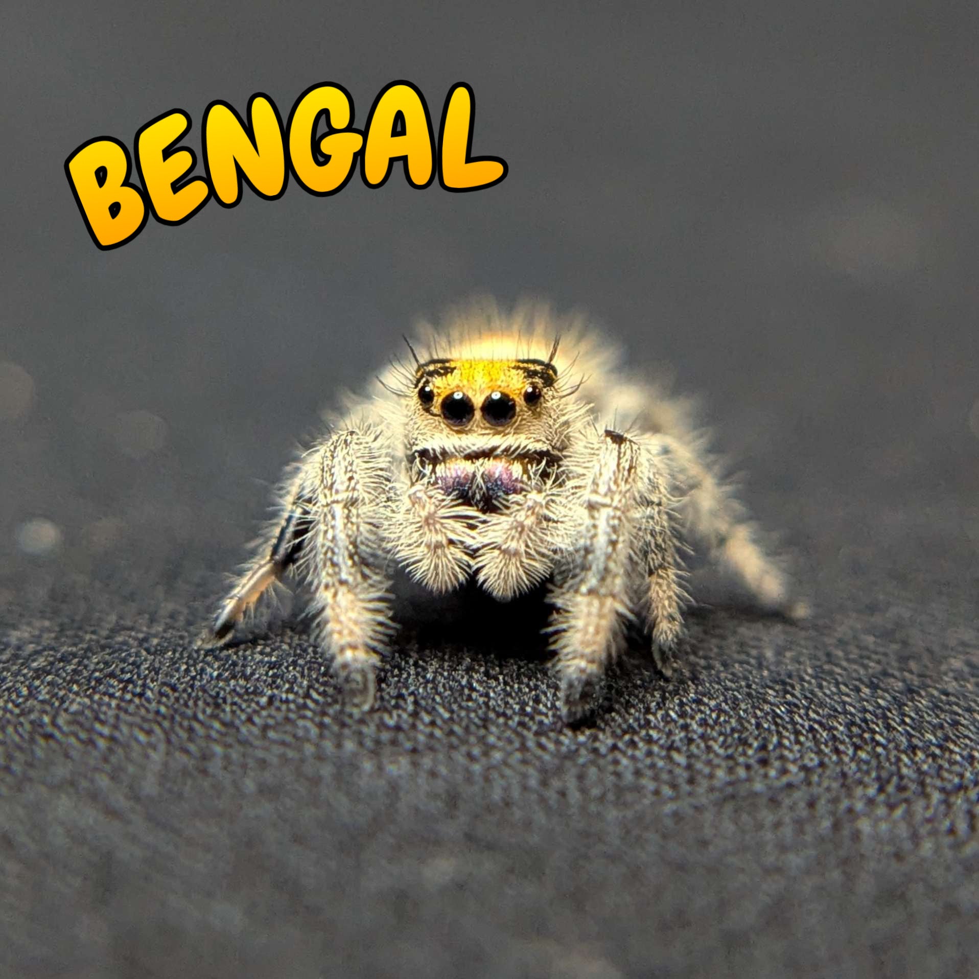 Regal Jumping Spider "Bengal"