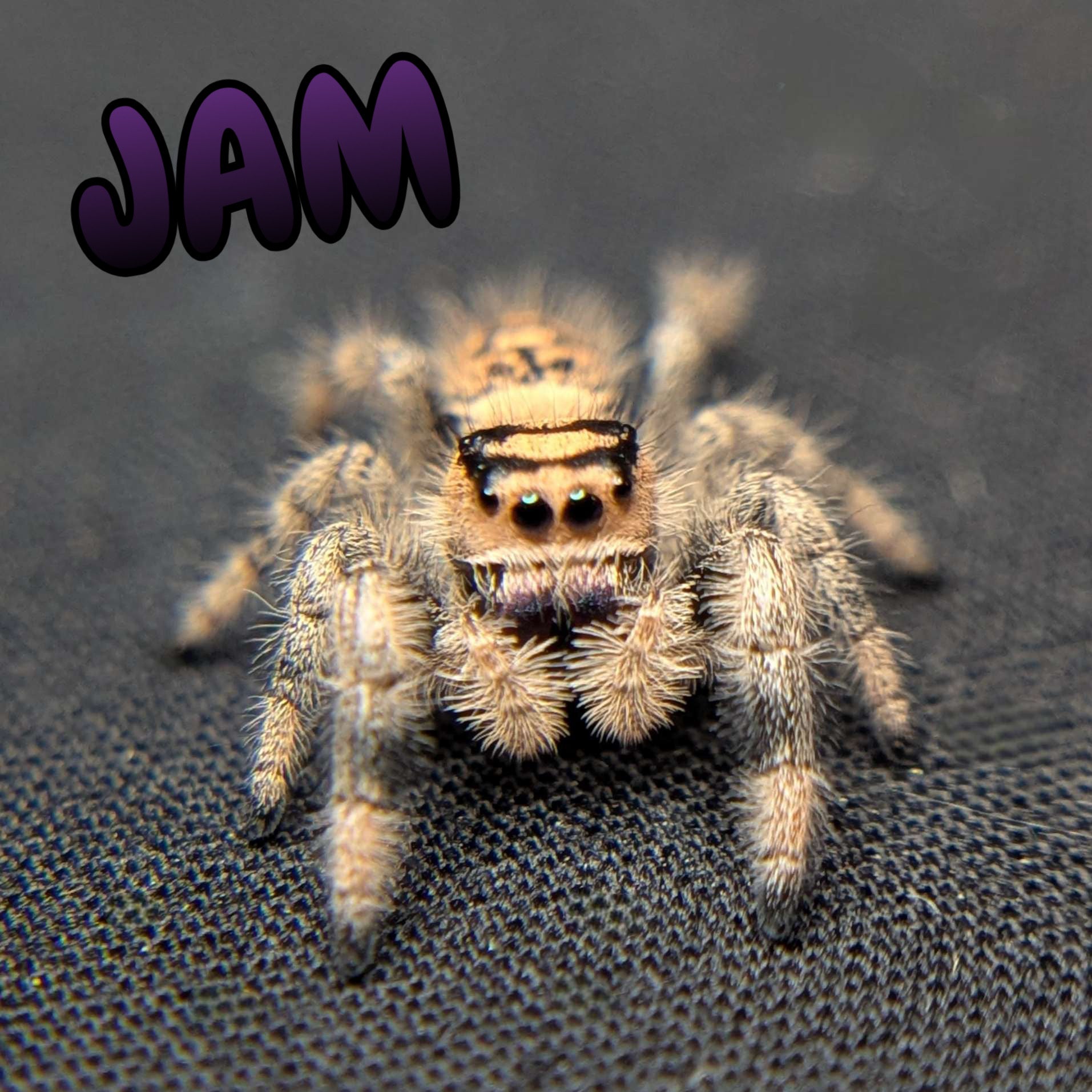 Regal Jumping Spider "Jam"