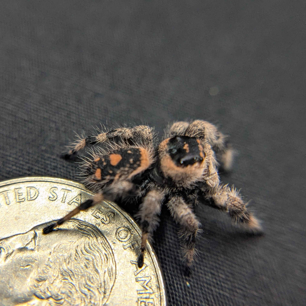 Regal Jumping Spider “Twix”