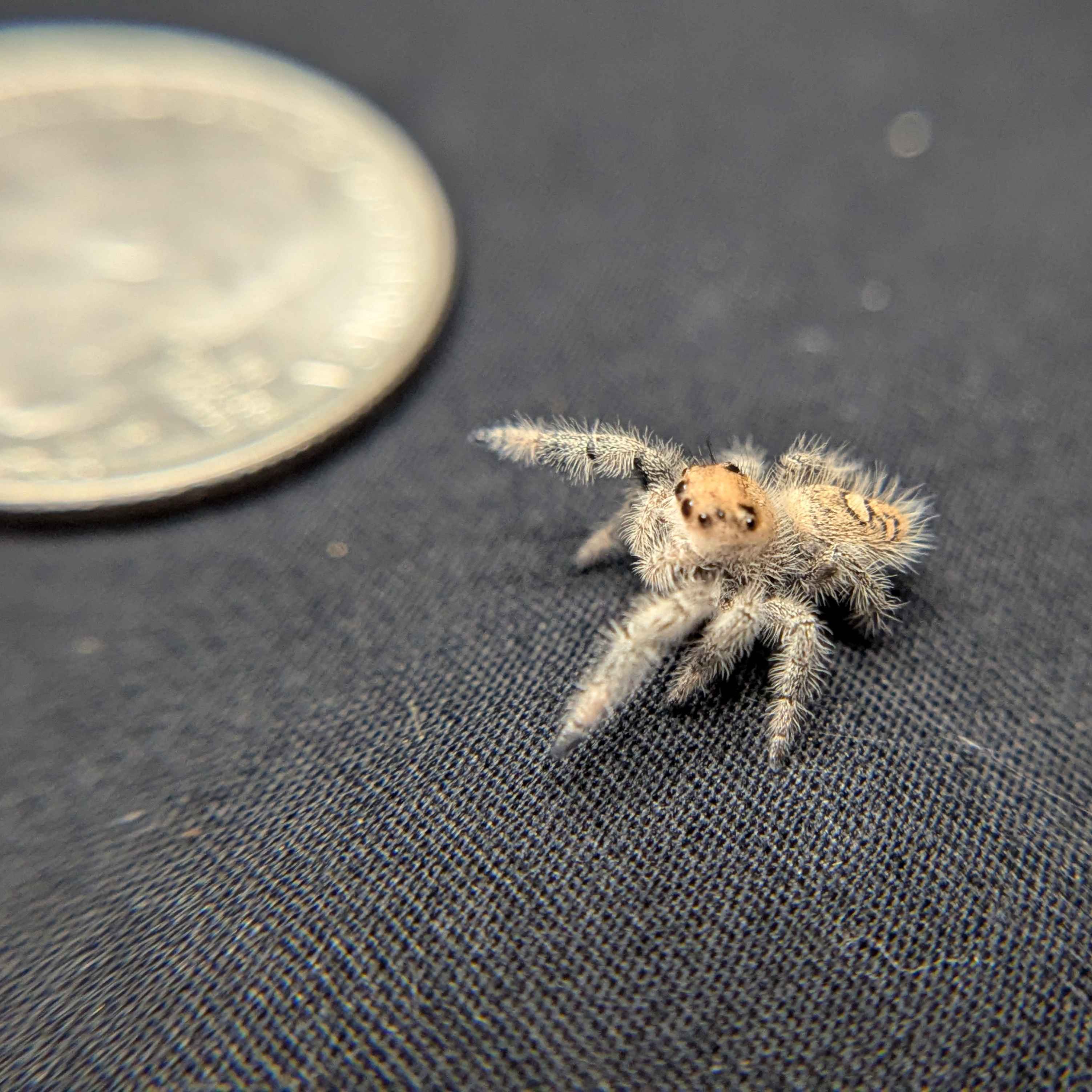 Regal Jumping Spider "Bubbles"