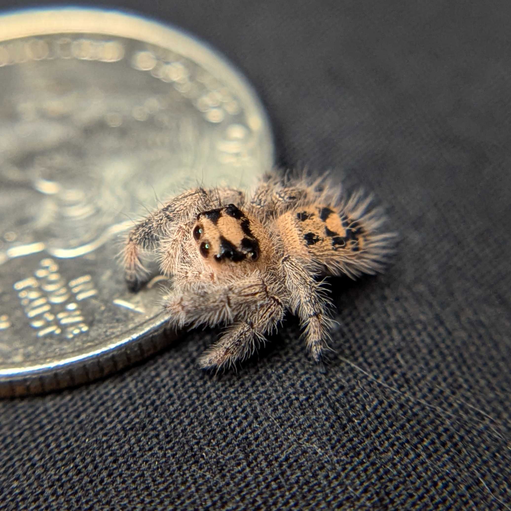 Regal Jumping Spider "Cupid"