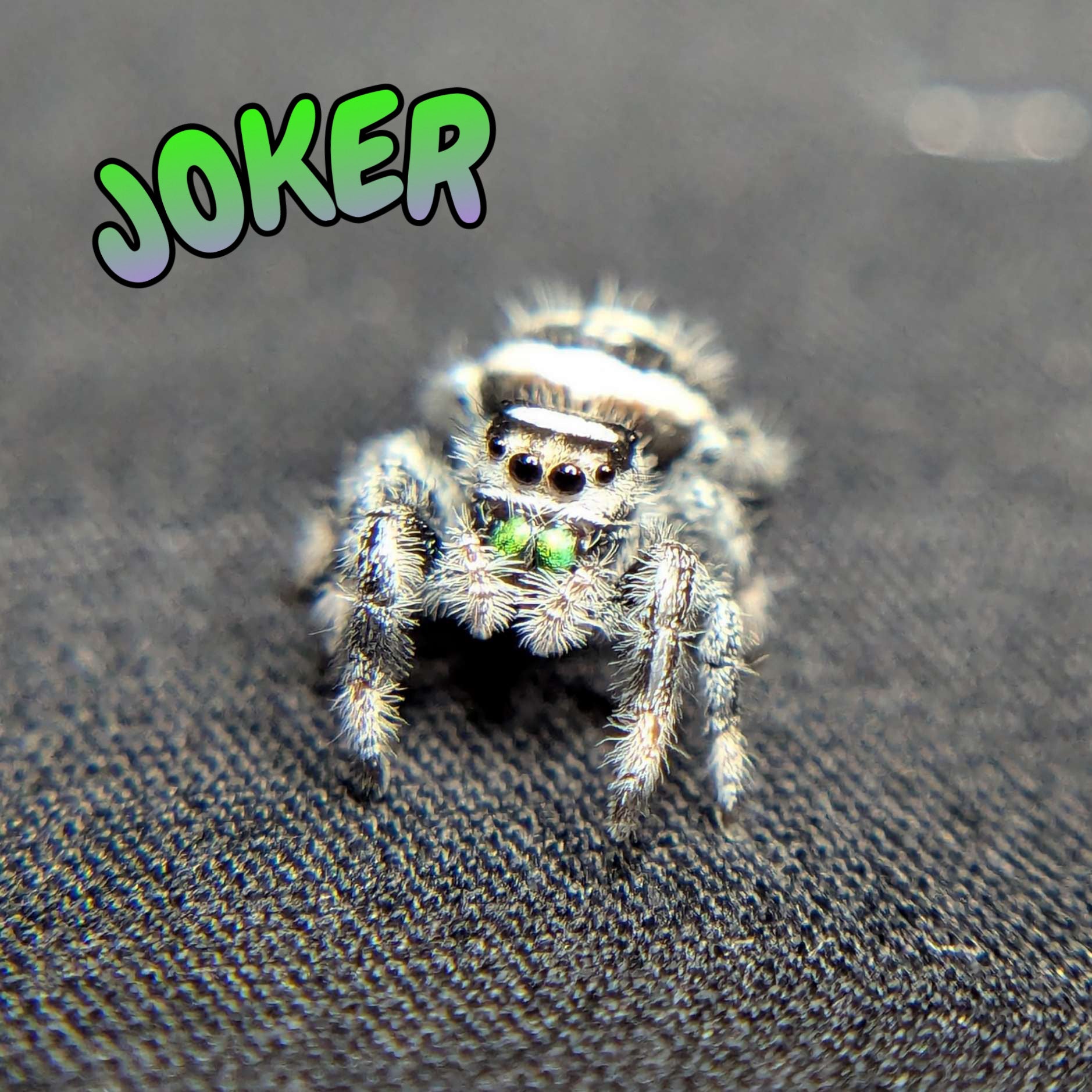 Female Regal Jumping Spider Joker